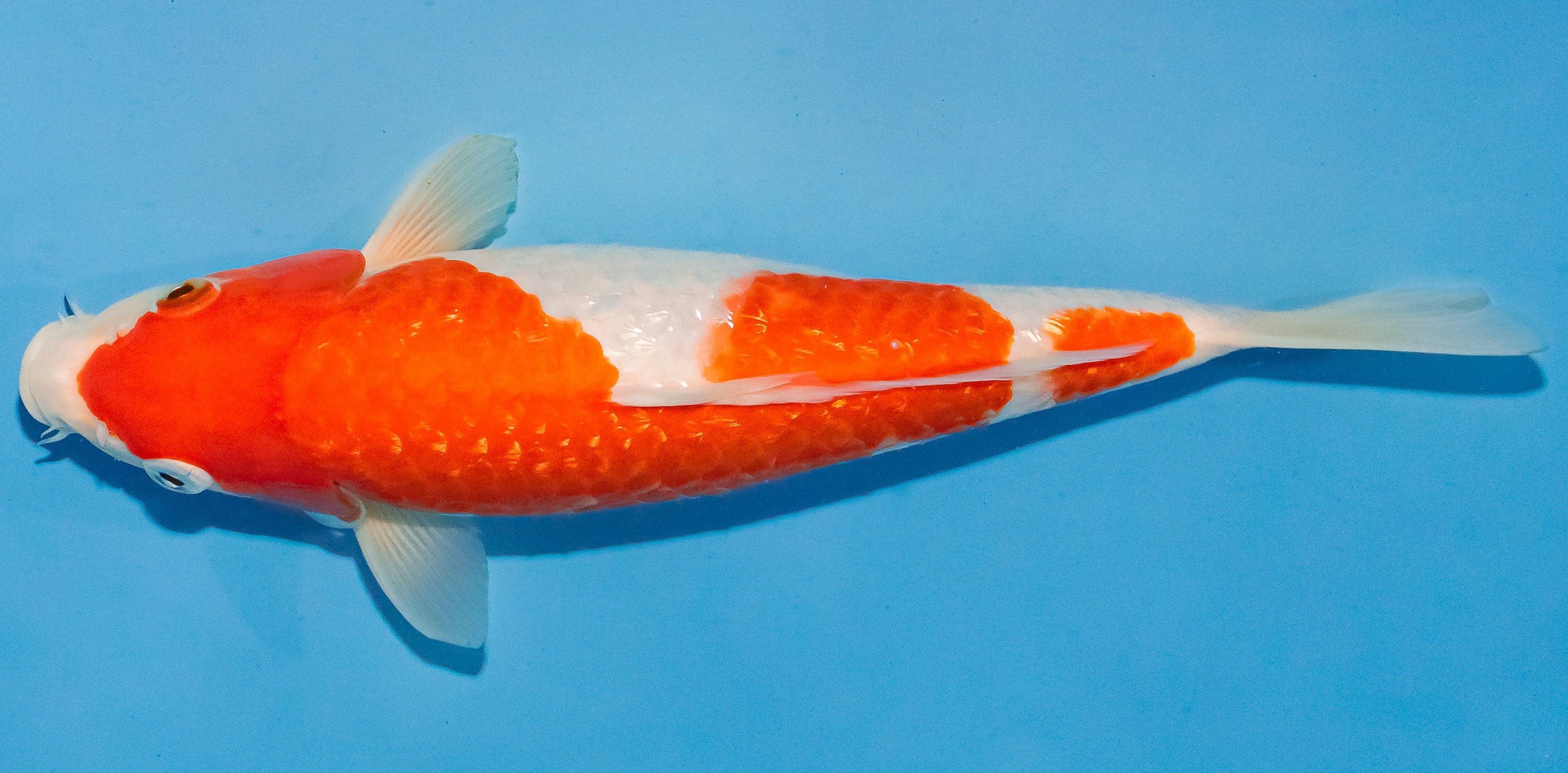 Koi 30-35cm Nr. 1333