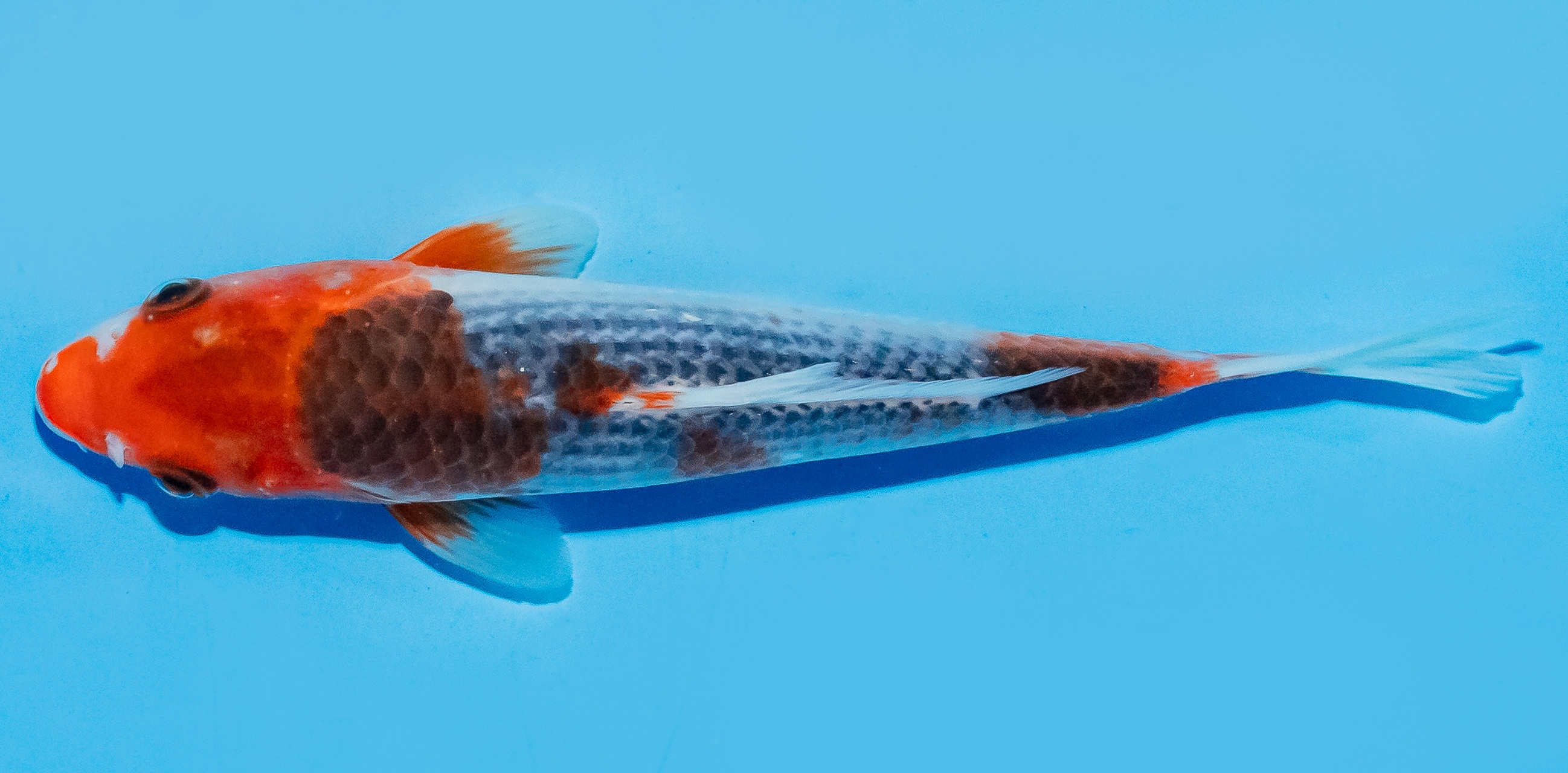 Koi 17-20cm Nr. 8801