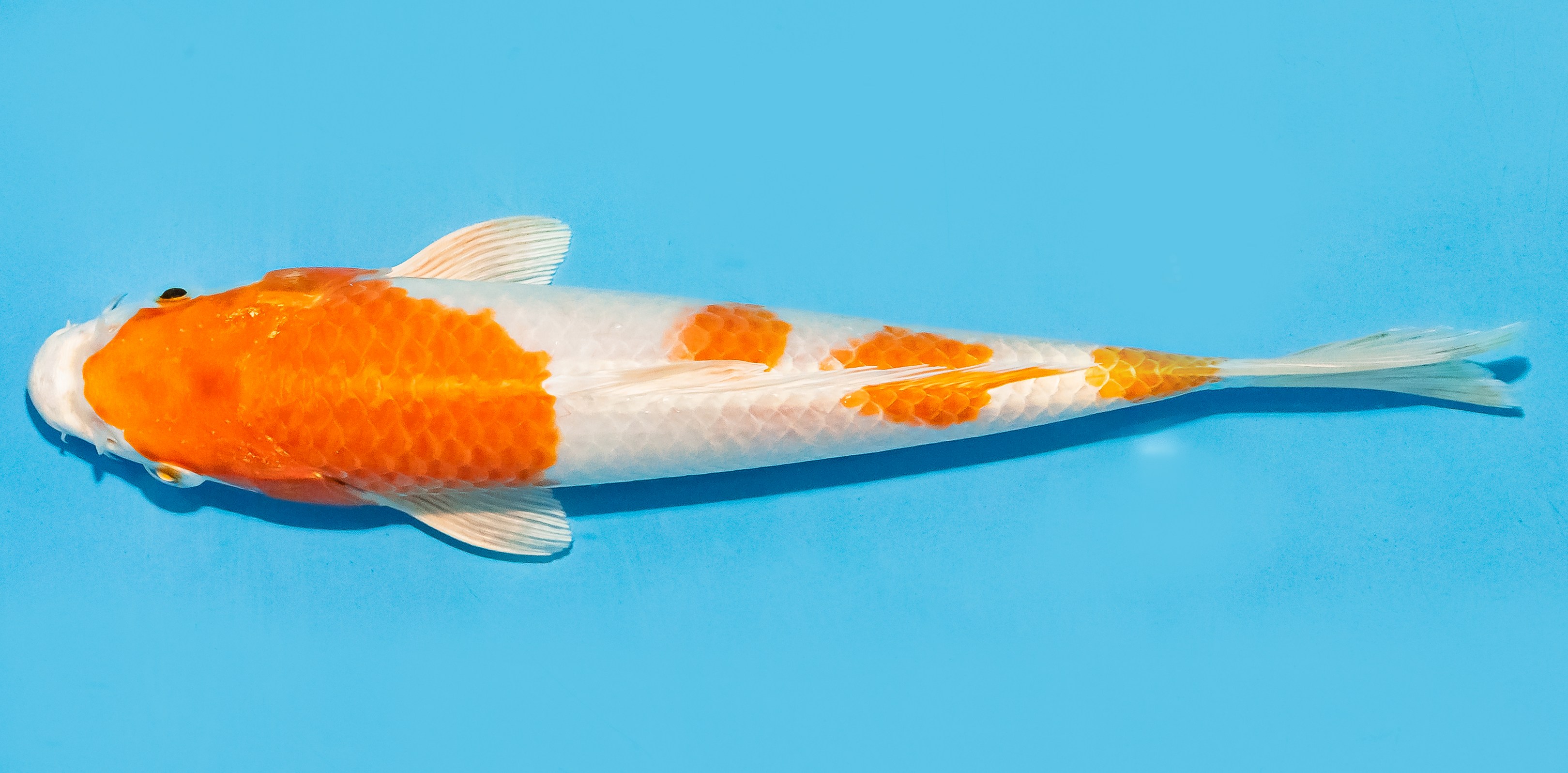Koi 20-25cm Nr. 8417