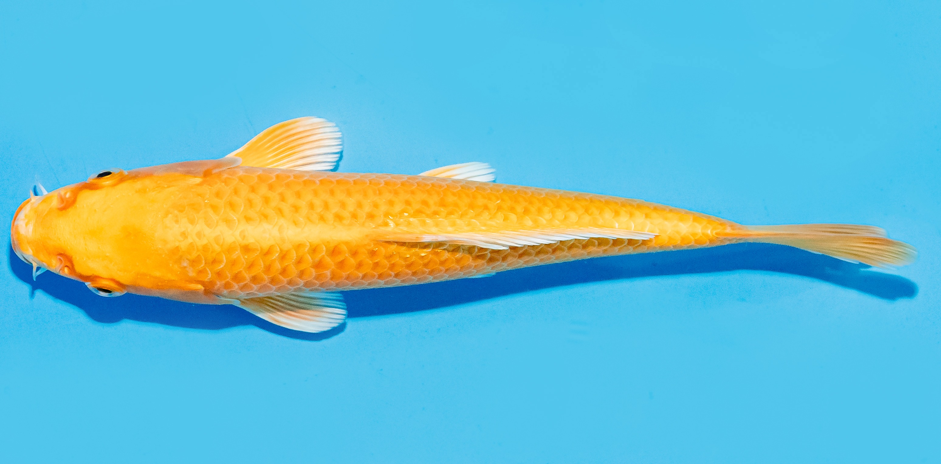 Koi 17-20cm Nr. 6867