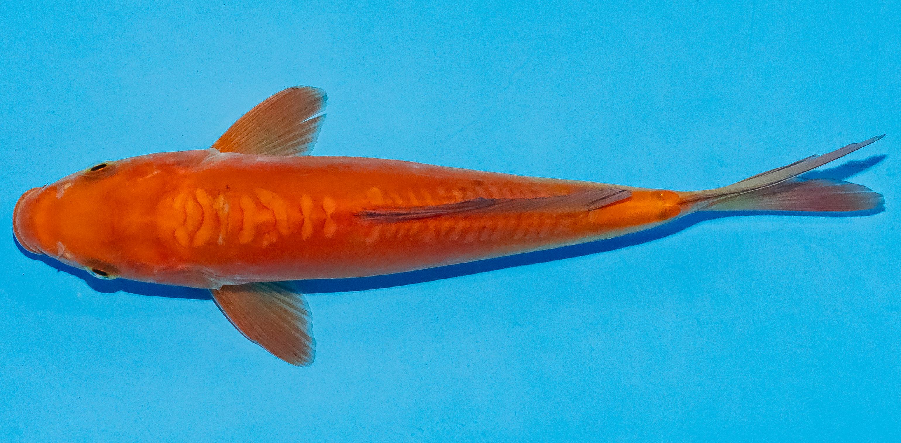 Koi 17-20cm Nr. 4520