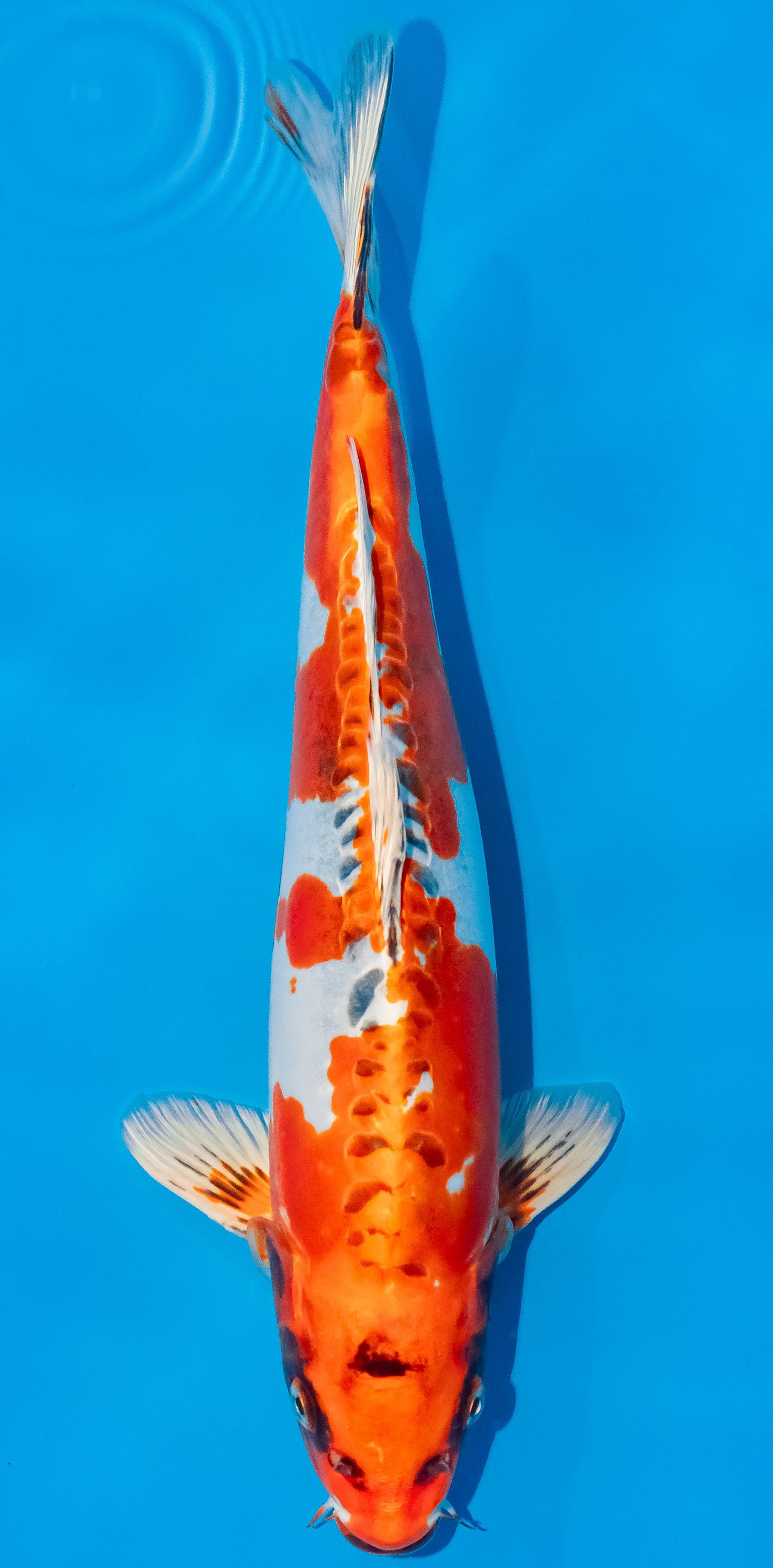 Koi 35-40cm Nr. 5098