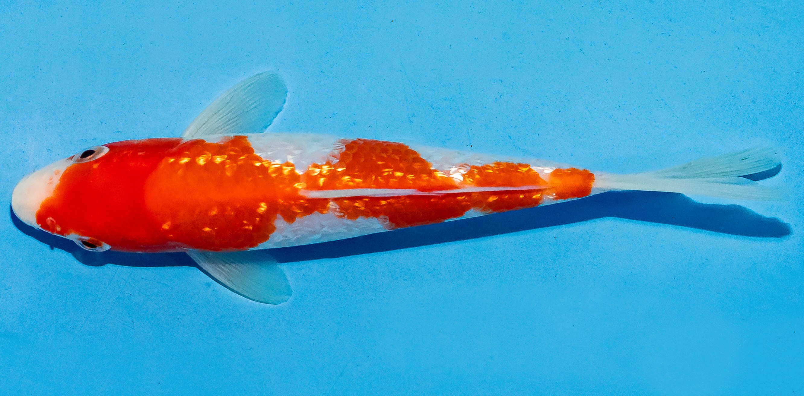 Koi 14-17cm Nr. 6164