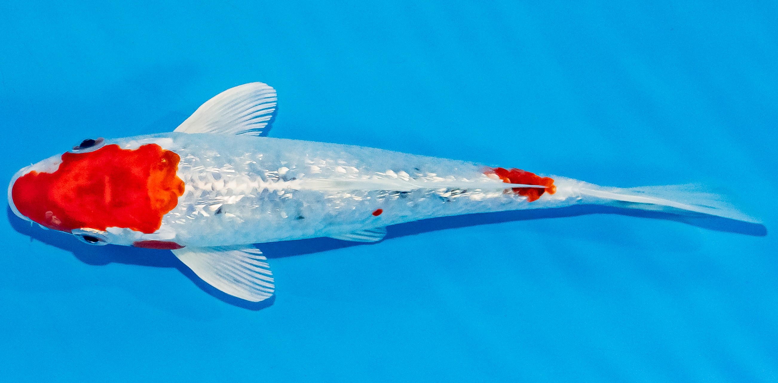 Koi 17-20cm Nr. 3301