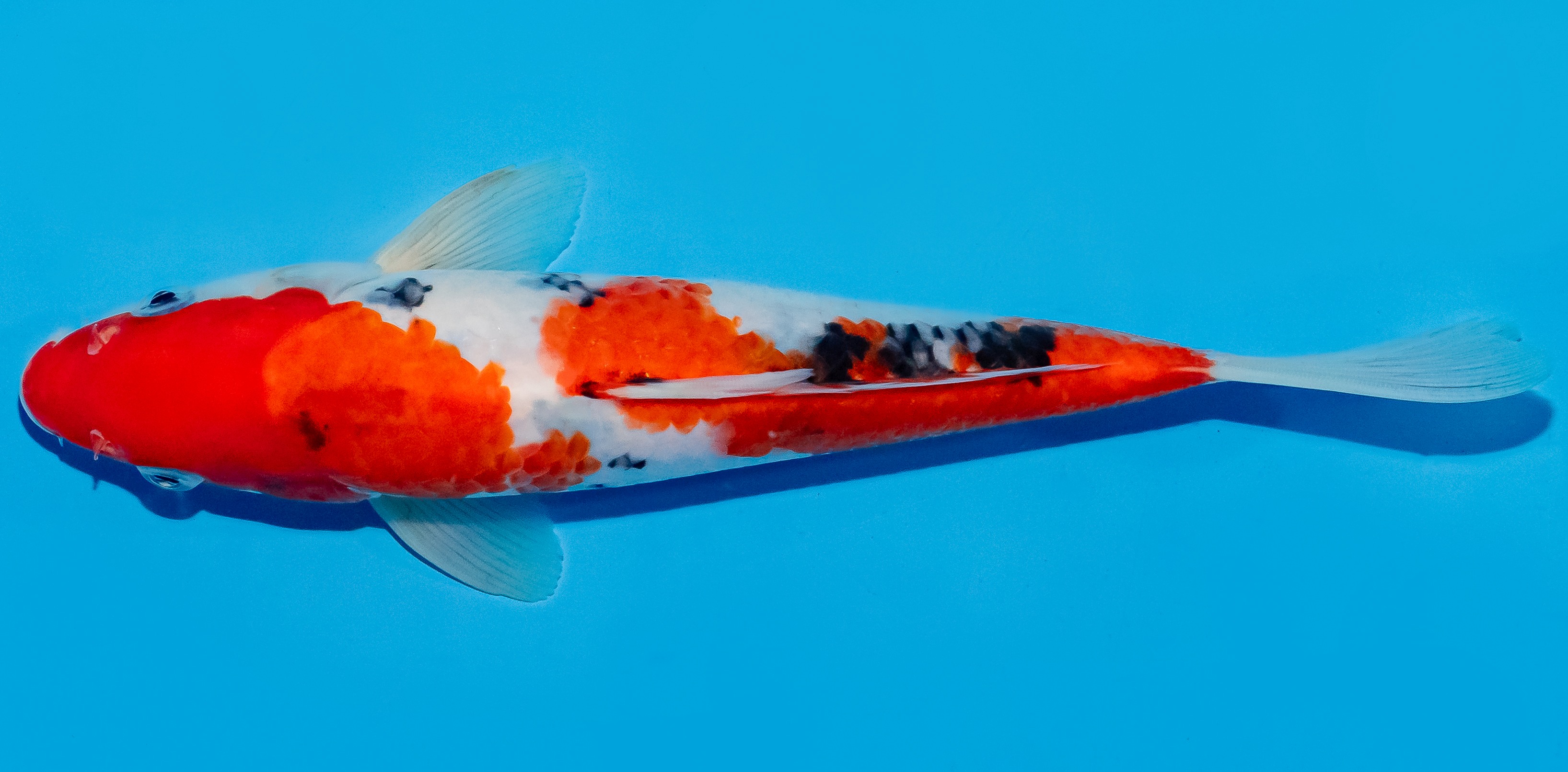 Koi 20-25cm Nr. 8649