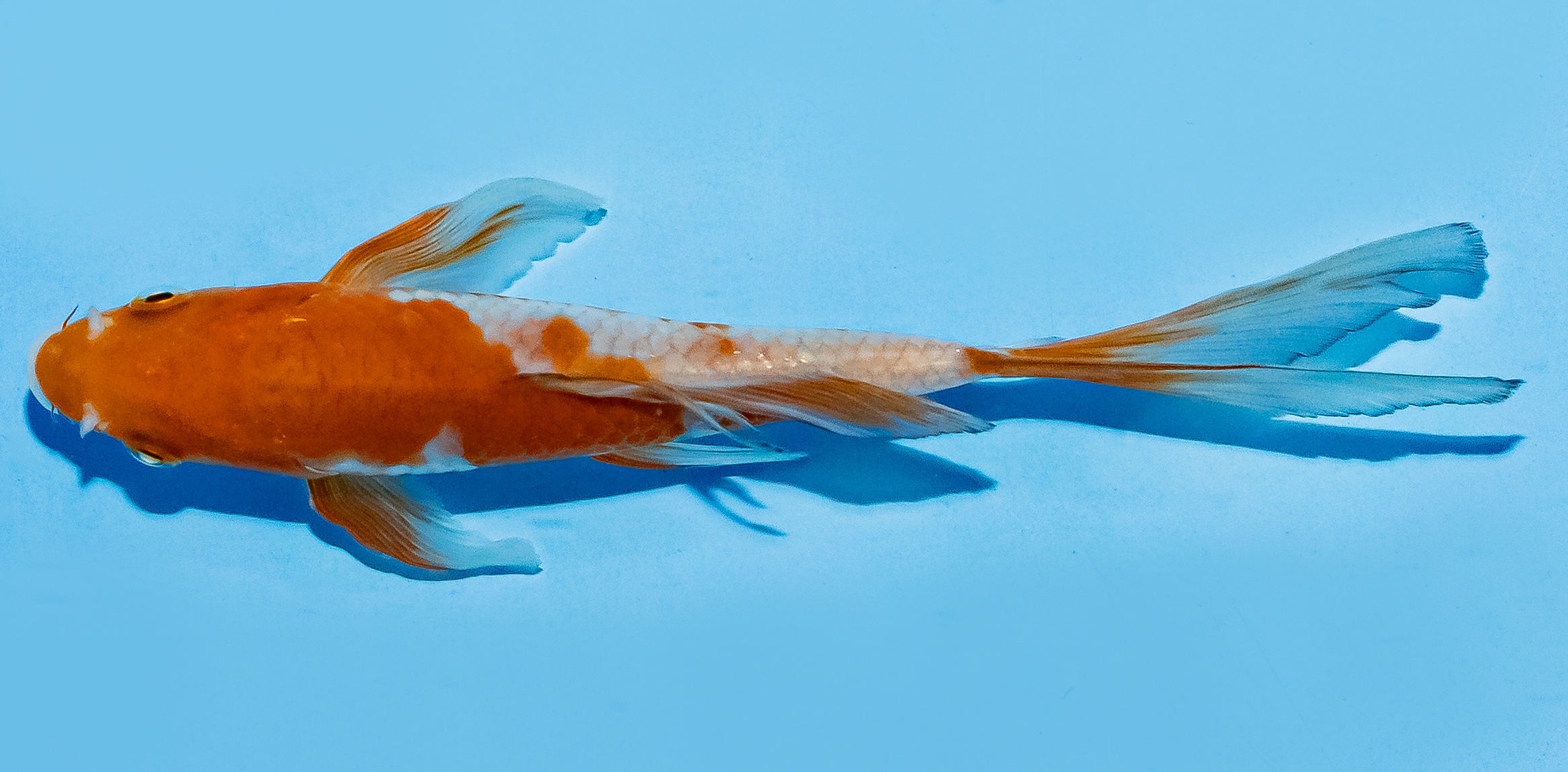 Butterfly Koi 14-17cm Nr. 8226