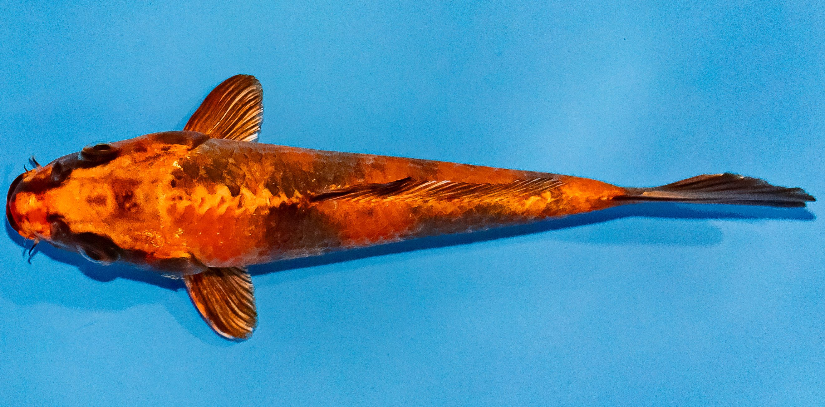 Koi 17-20cm Nr. 2016
