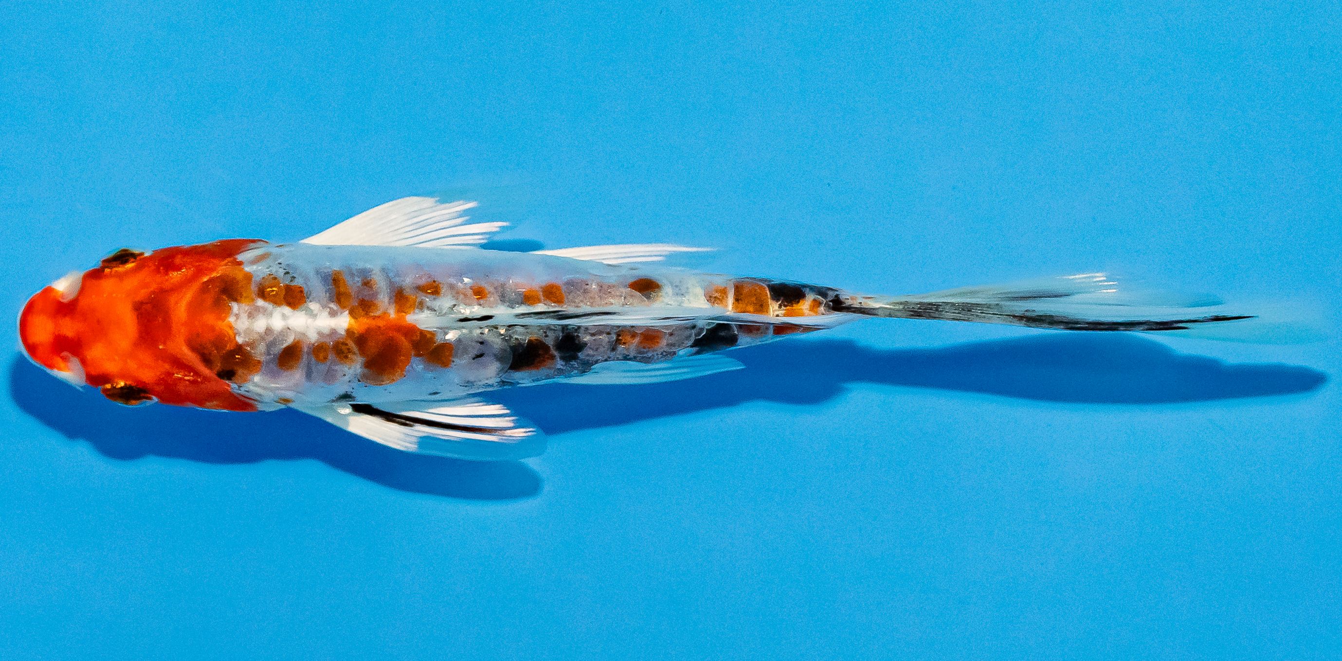Butterfly Koi 14-17cm Nr. 2548