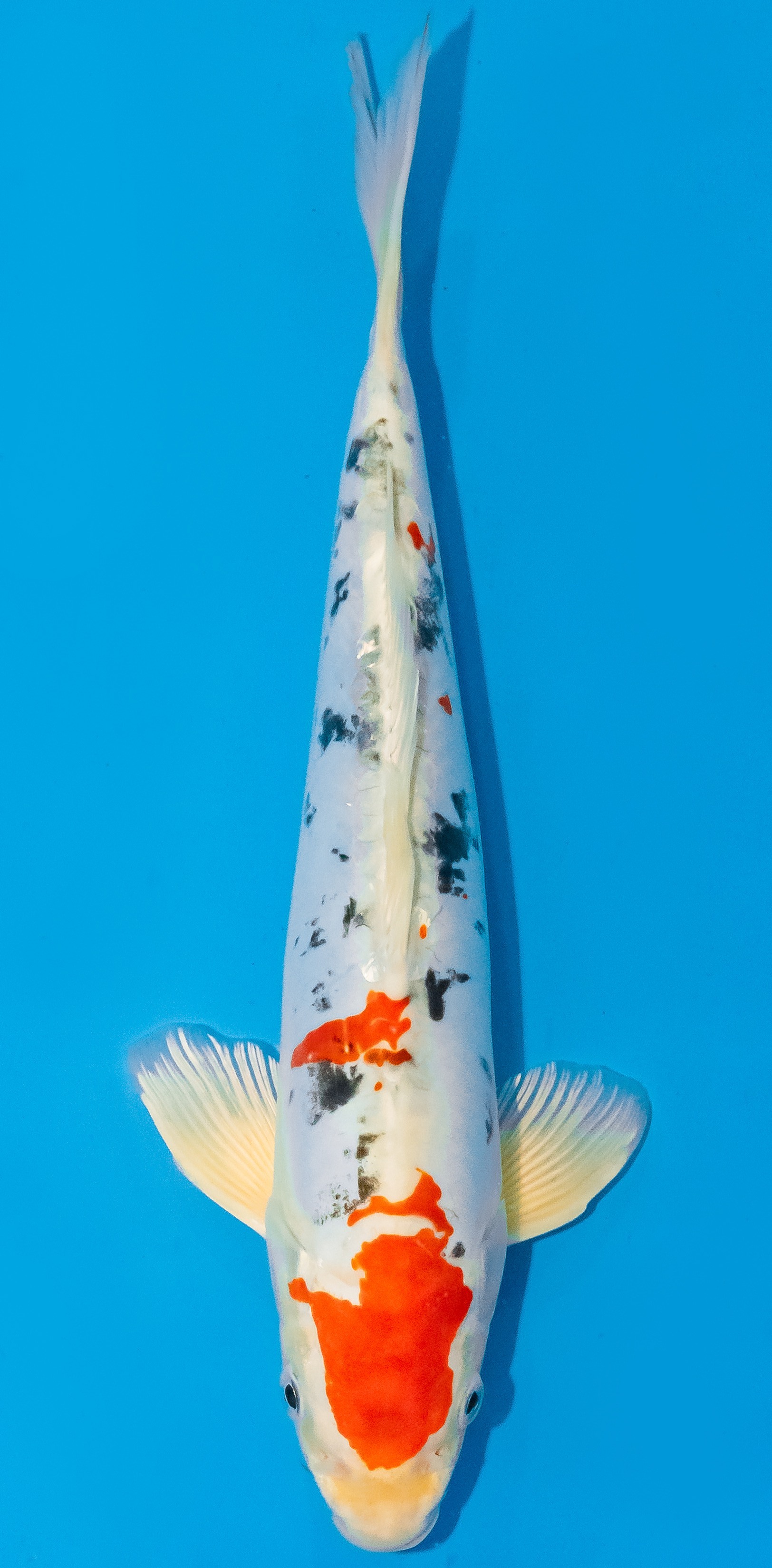 Koi 30-35cm Nr. 1069