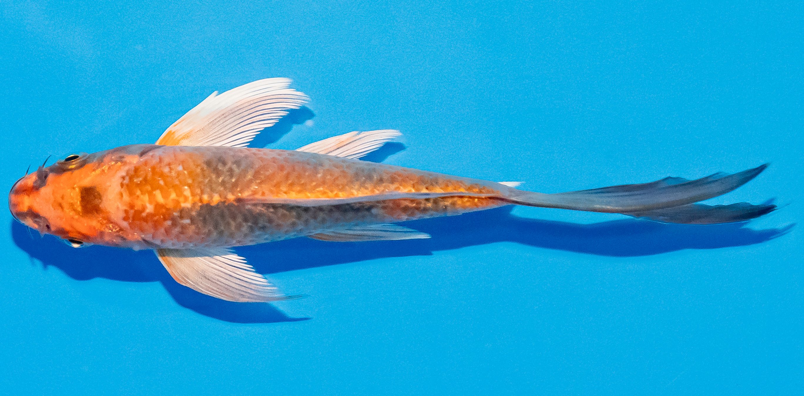 Butterfly Koi 14-17cm Nr. 2520