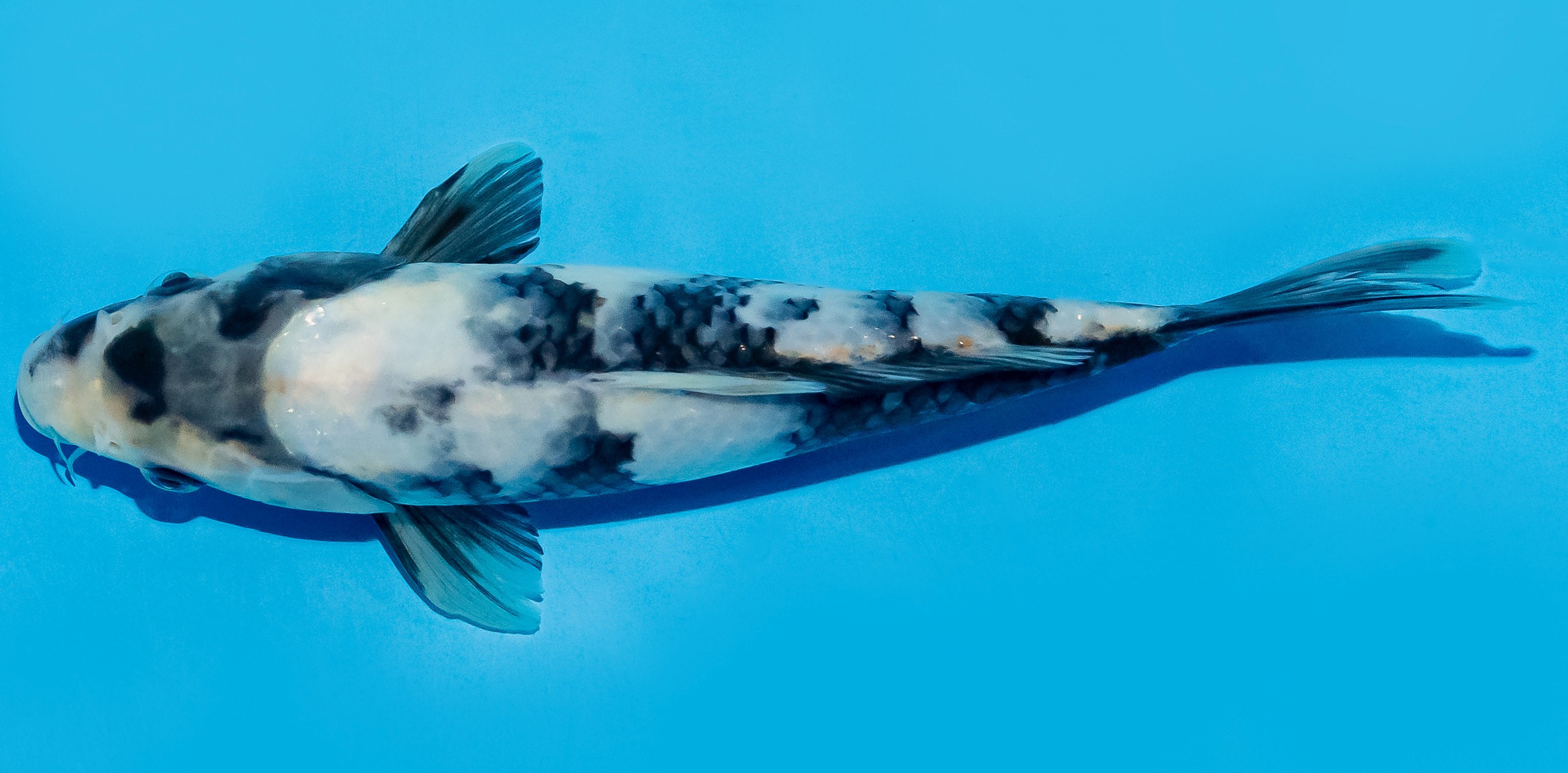 Koi 20-25cm Nr. 8657