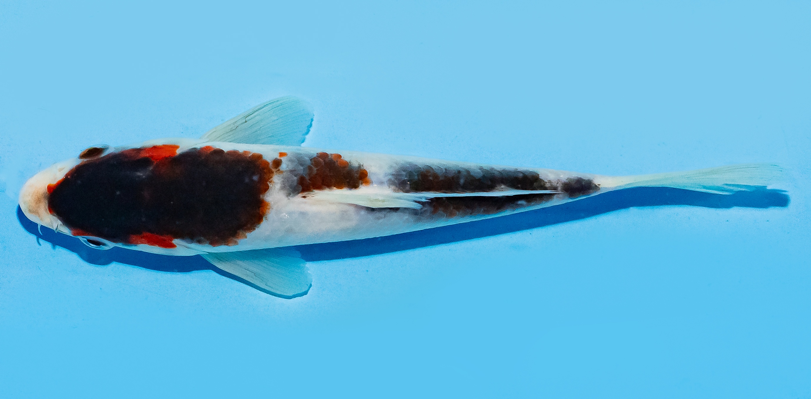 Koi 17-20cm Nr. 8805