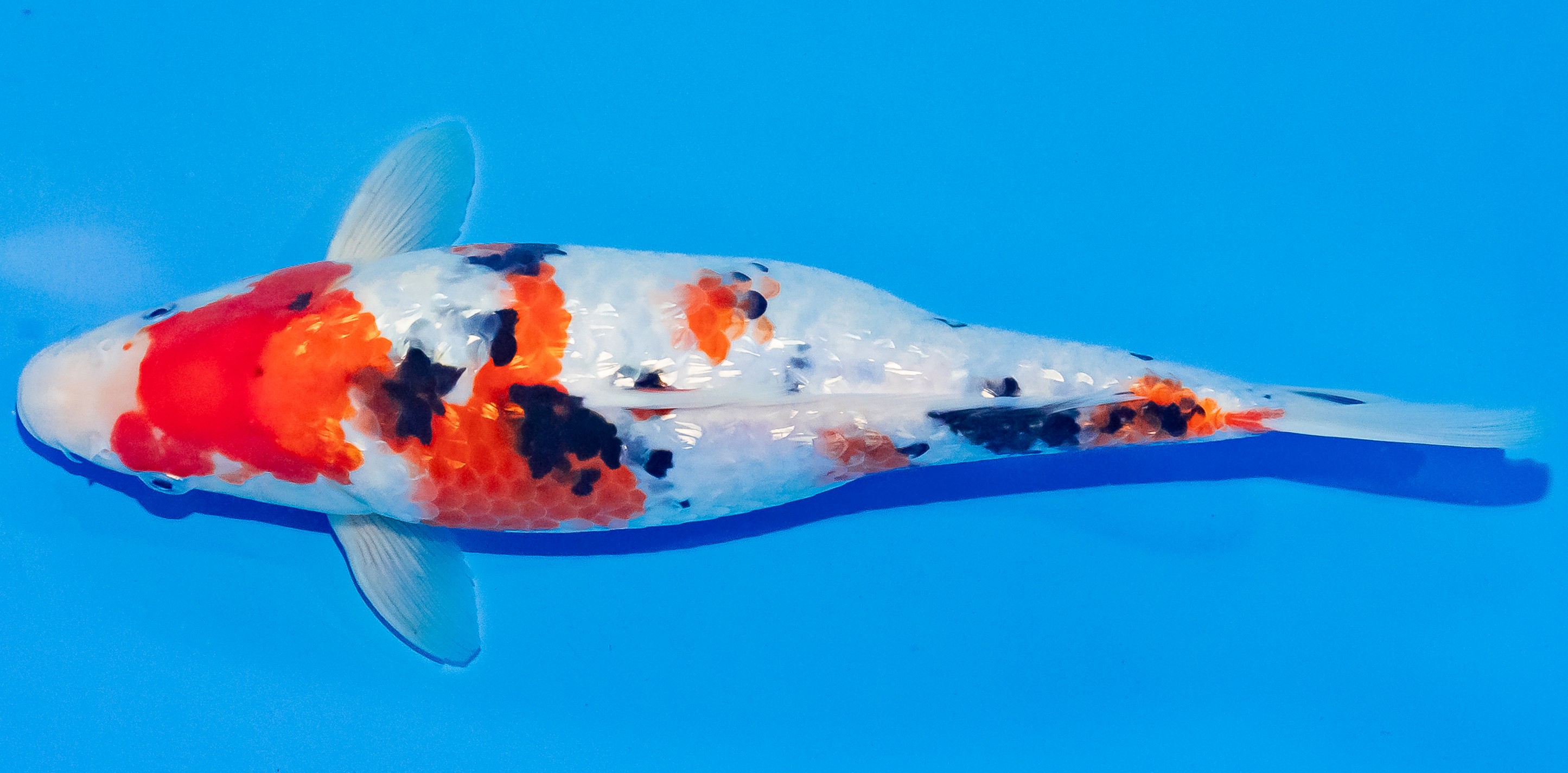 Koi 30-35cm Nr. 3713