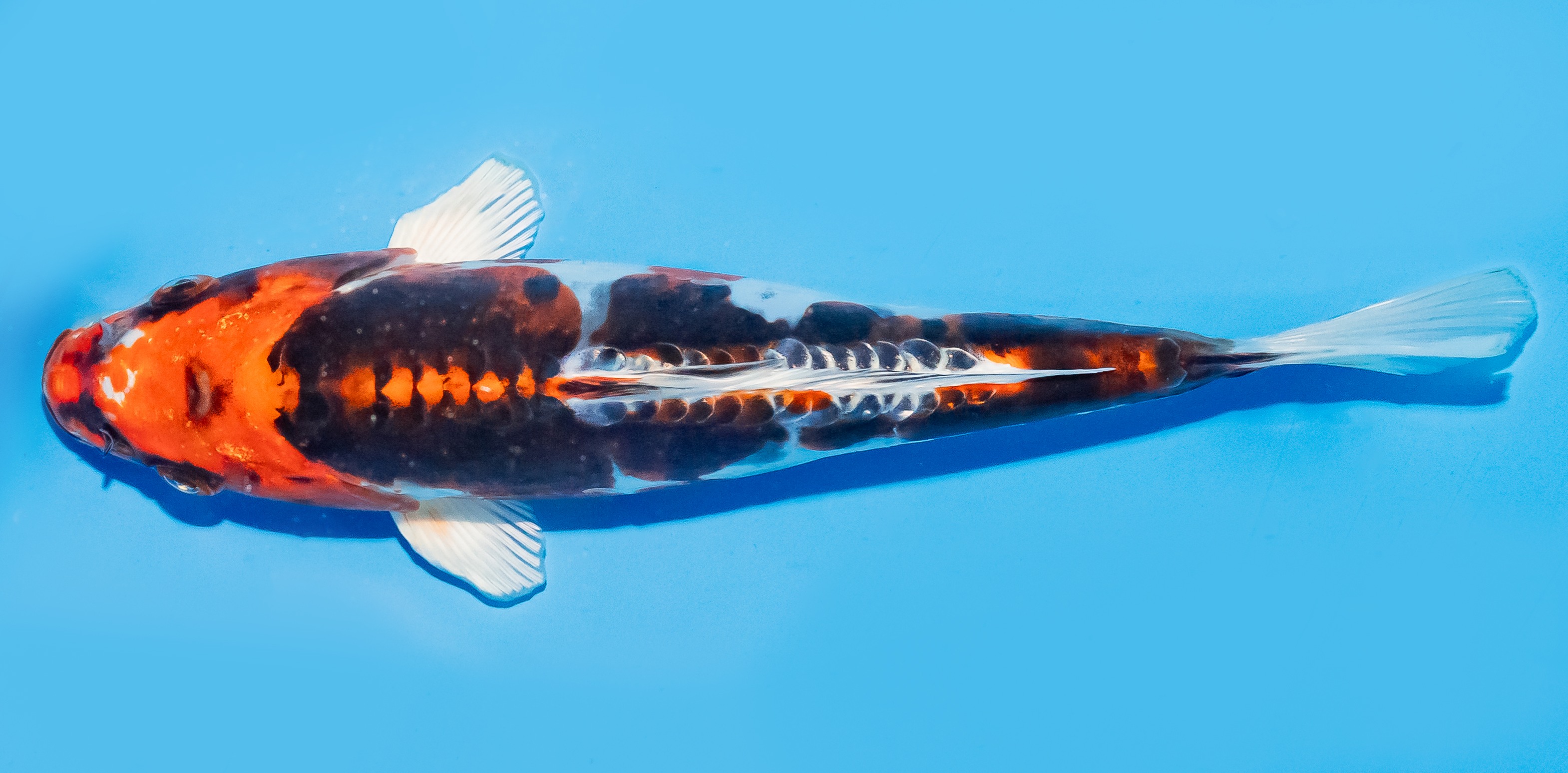 Koi 20-25cm Nr. 6650