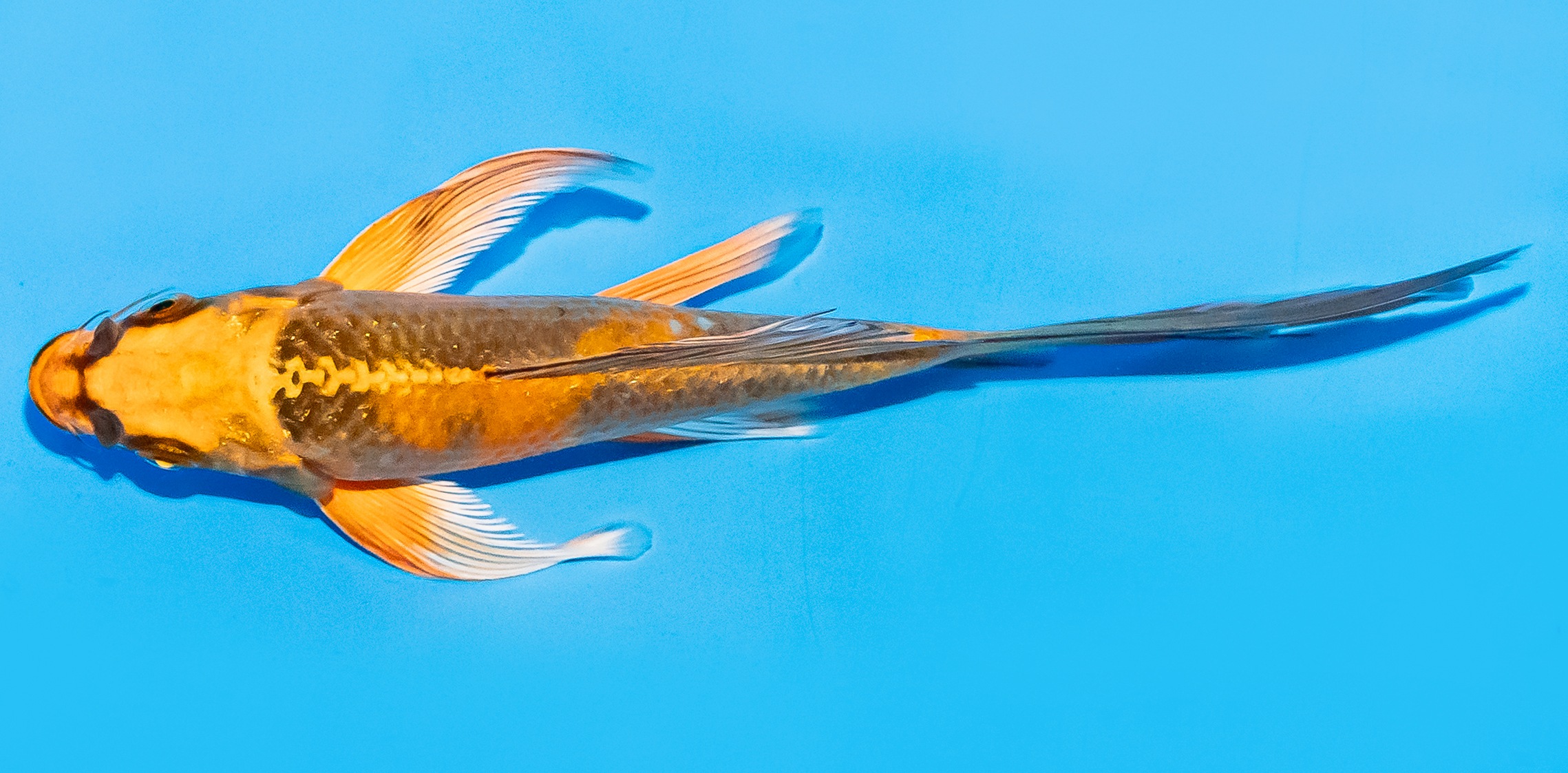Butterfly Koi 14-17cm Nr. 8231
