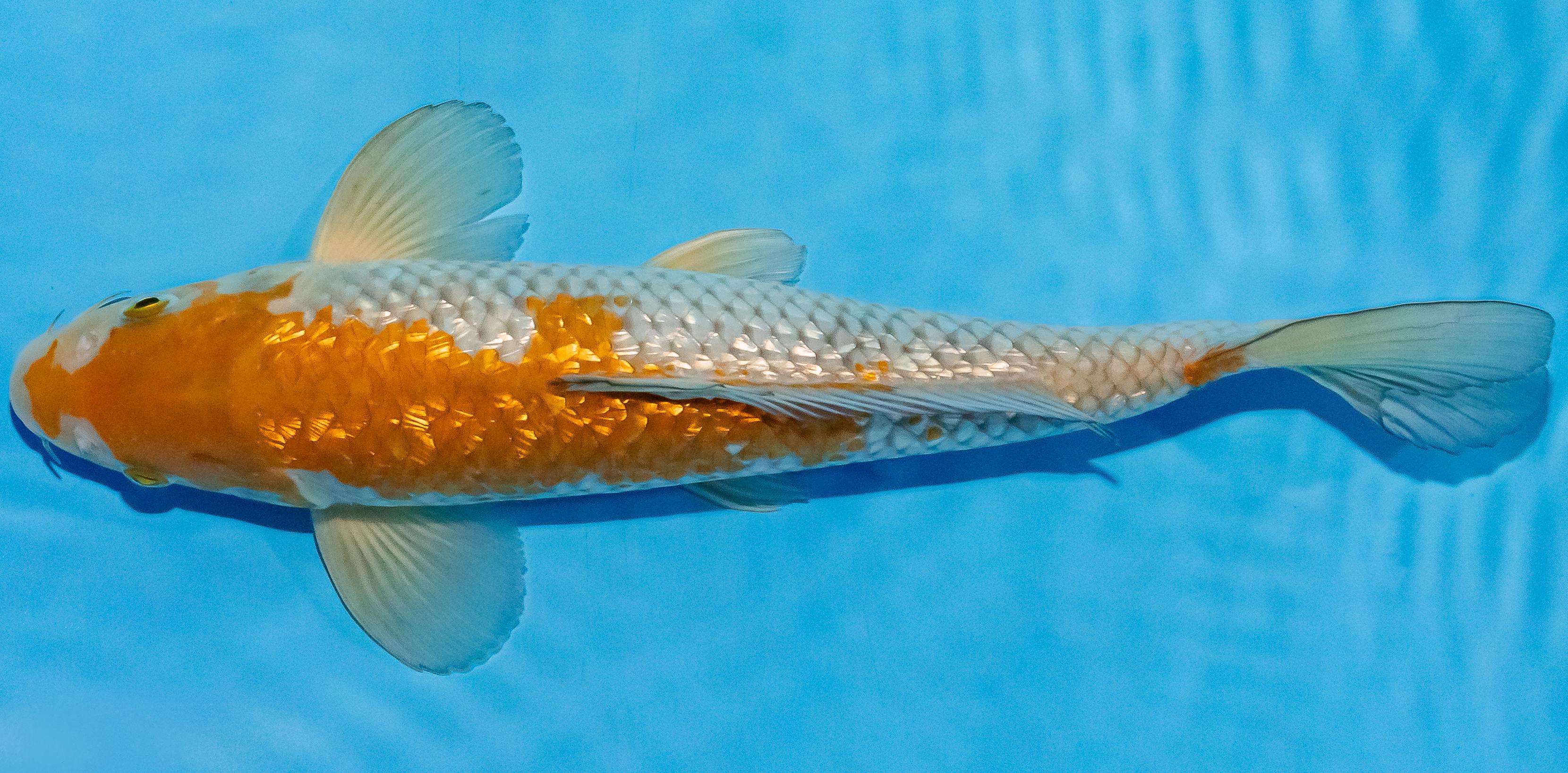 Koi 30-35cm Nr. 1321