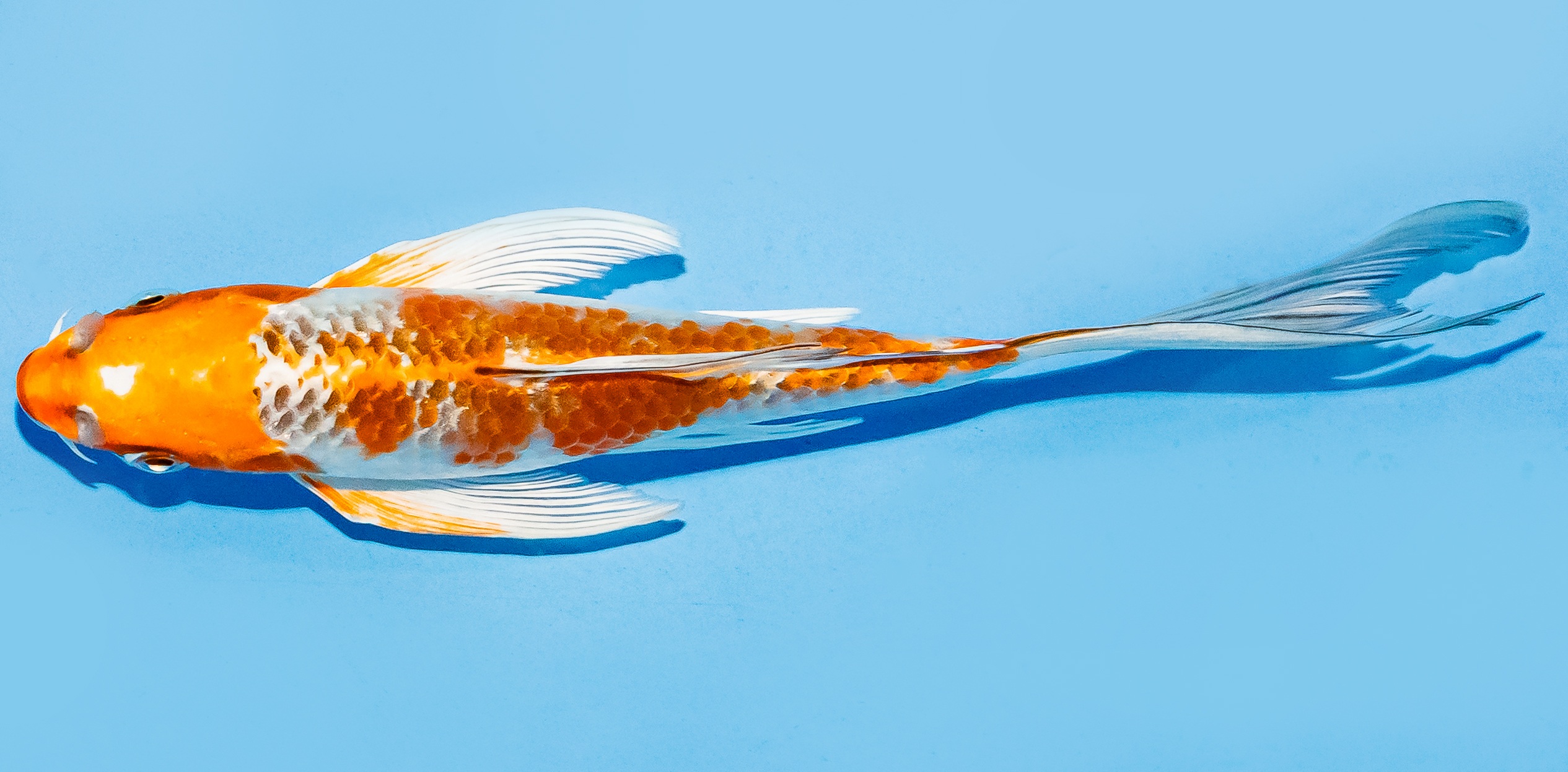 Butterfly Koi 17-20cm Nr. 6973