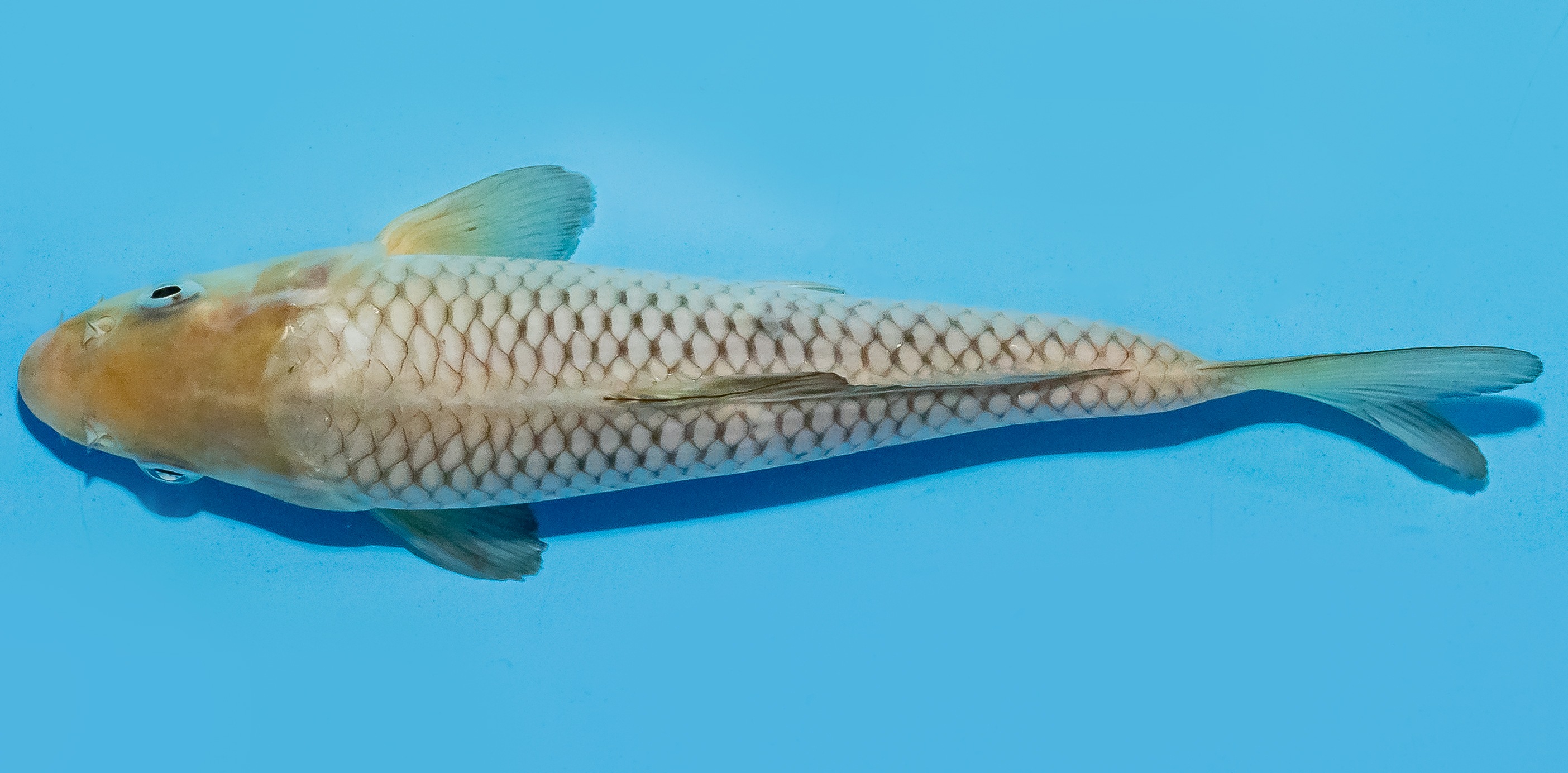 Koi 20-25cm Nr. 8405