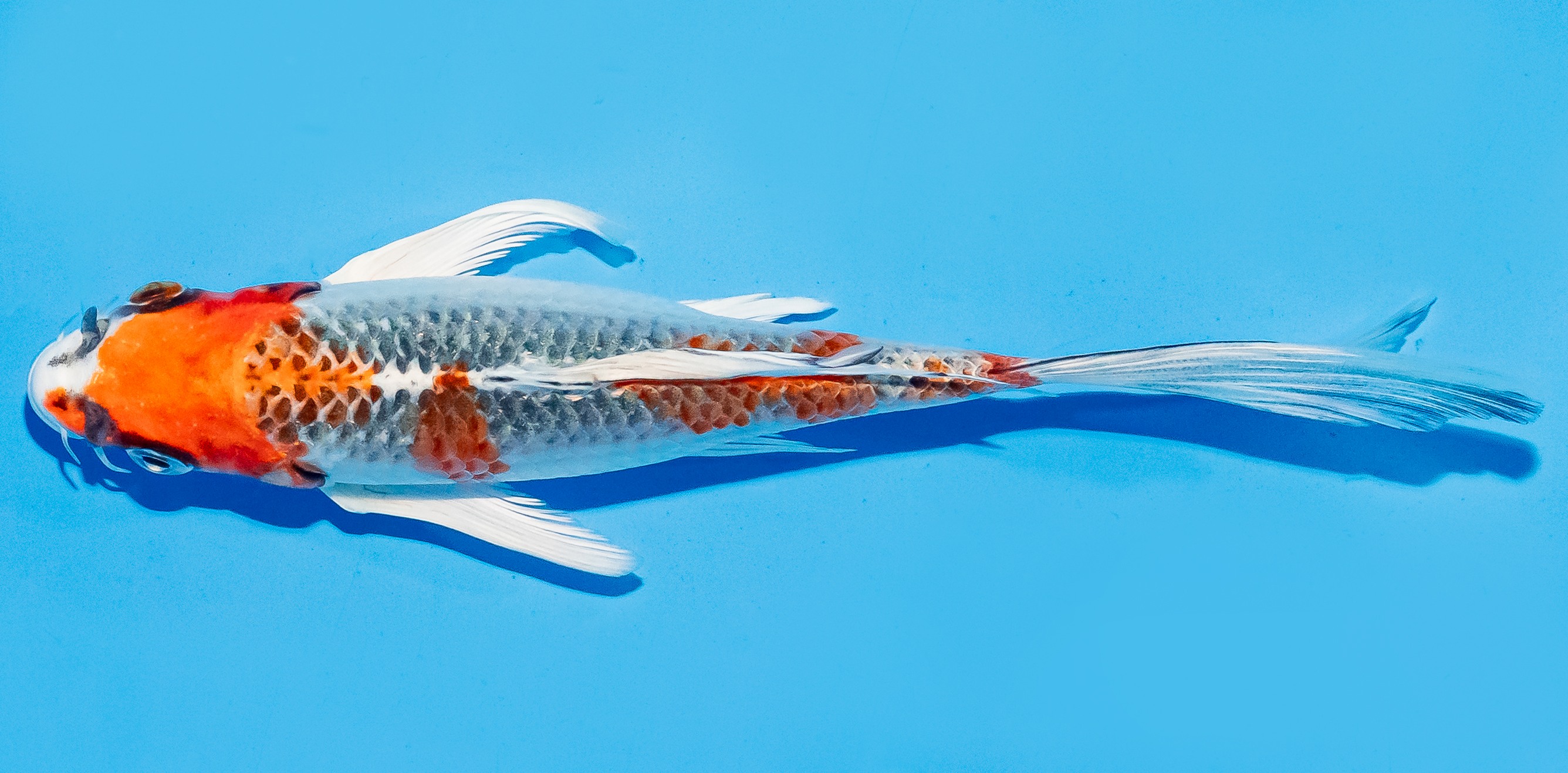 Butterfly Koi 17-20cm Nr. 6962