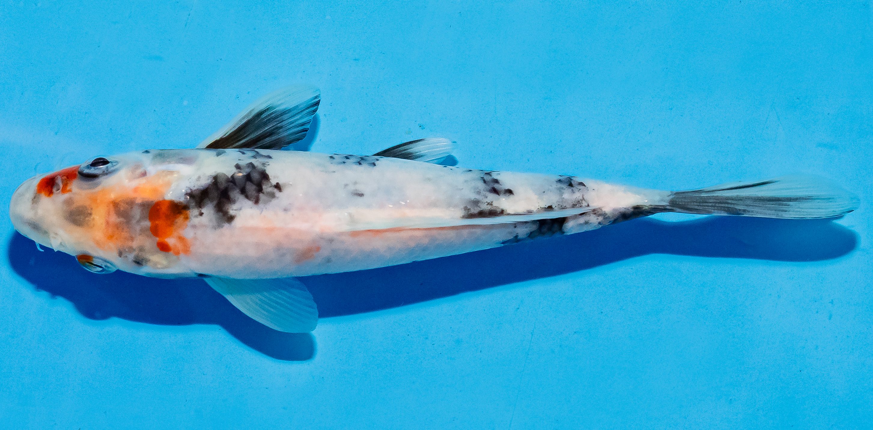 Koi 14-17cm Nr. 6125