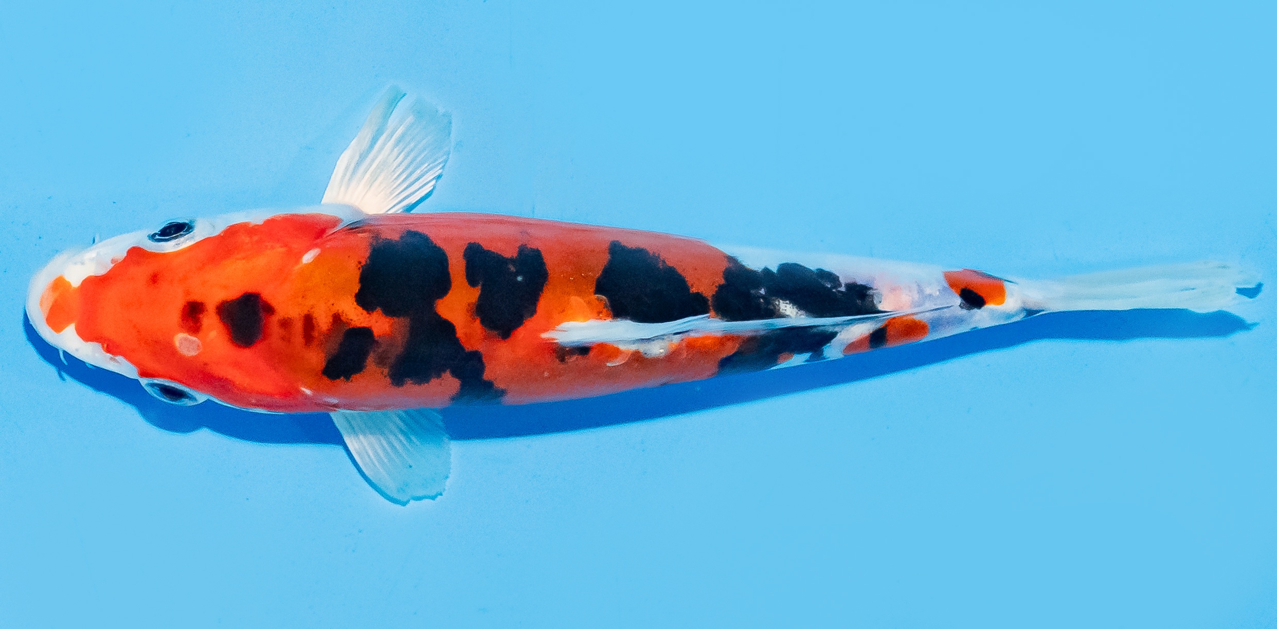 Koi 17-20cm Nr. 6592