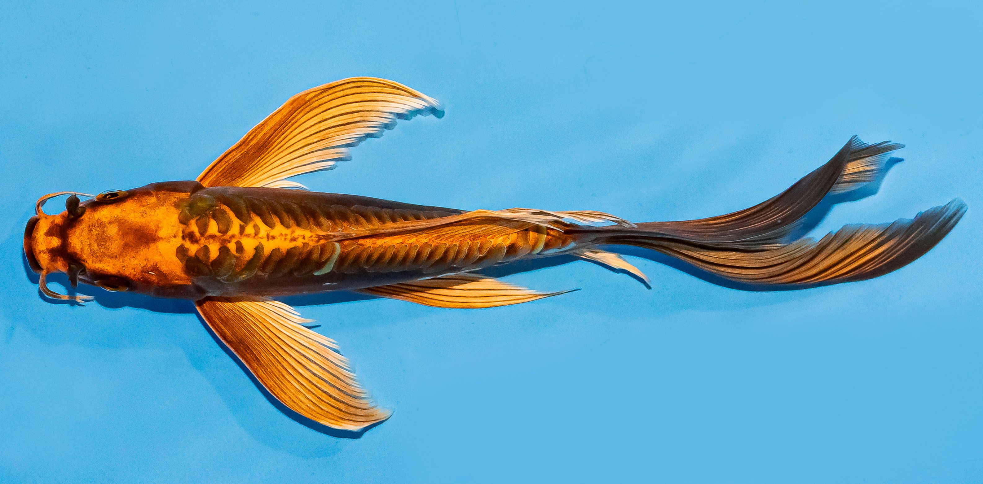 Butterfly Koi 20-25cm Nr. 7301