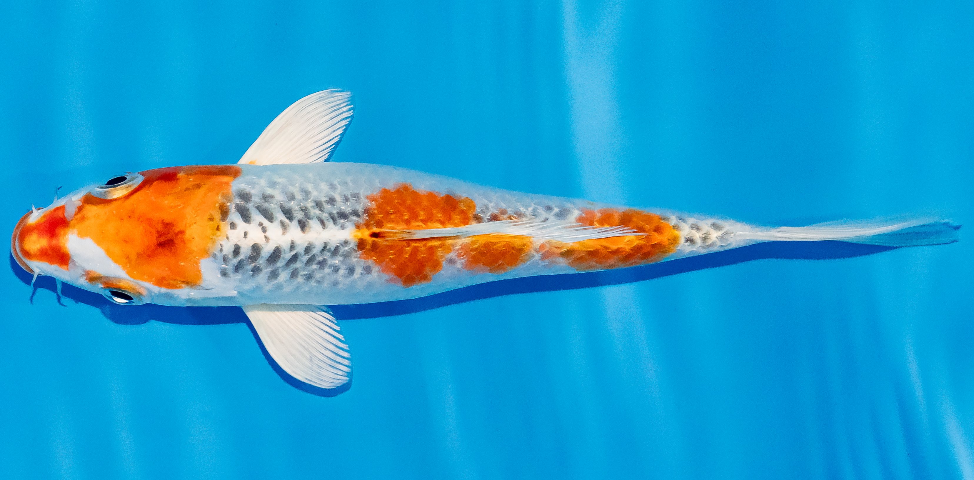 Koi 17-20cm Nr. 2112