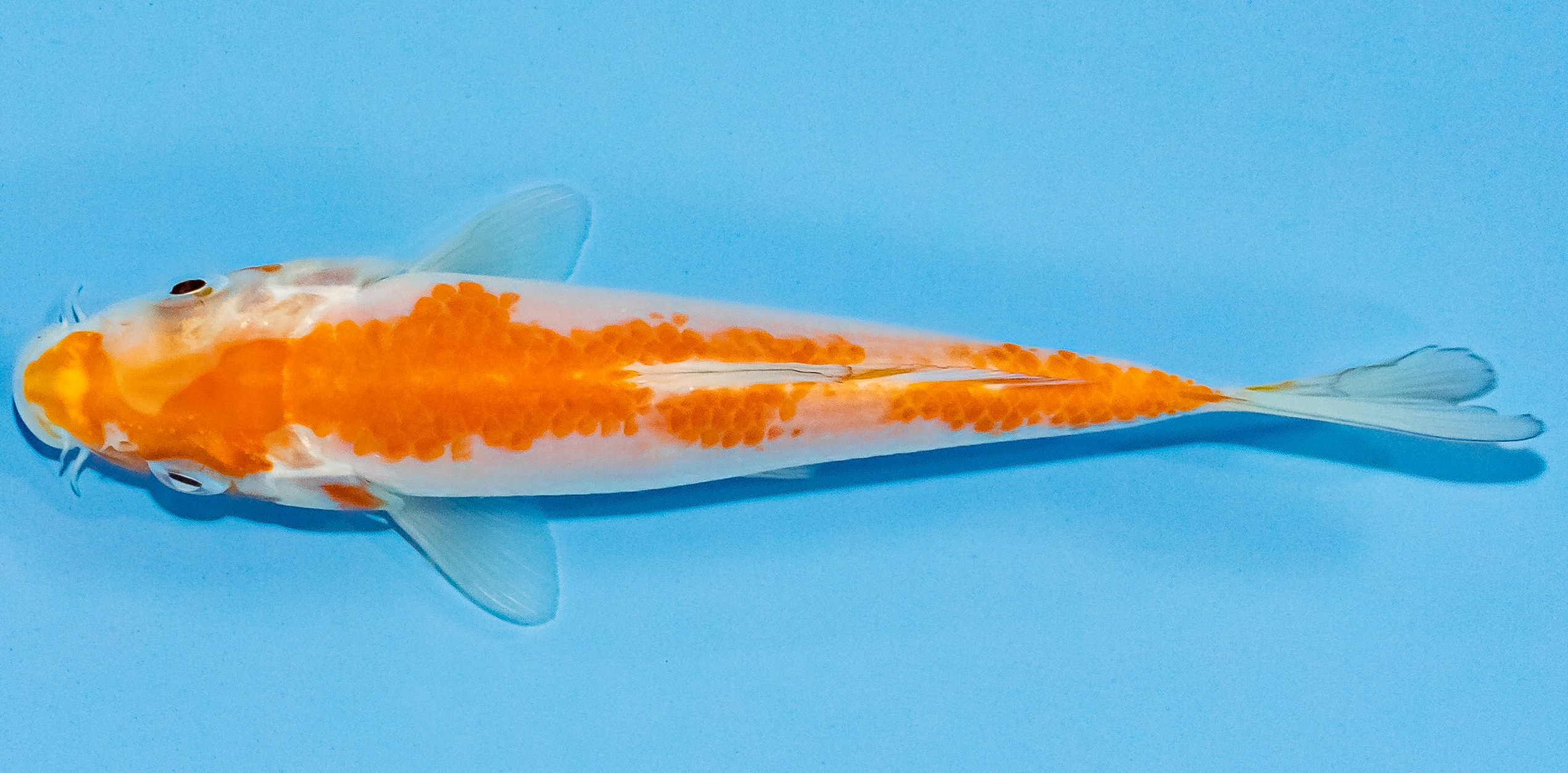 Koi 14-17cm Nr. 3639