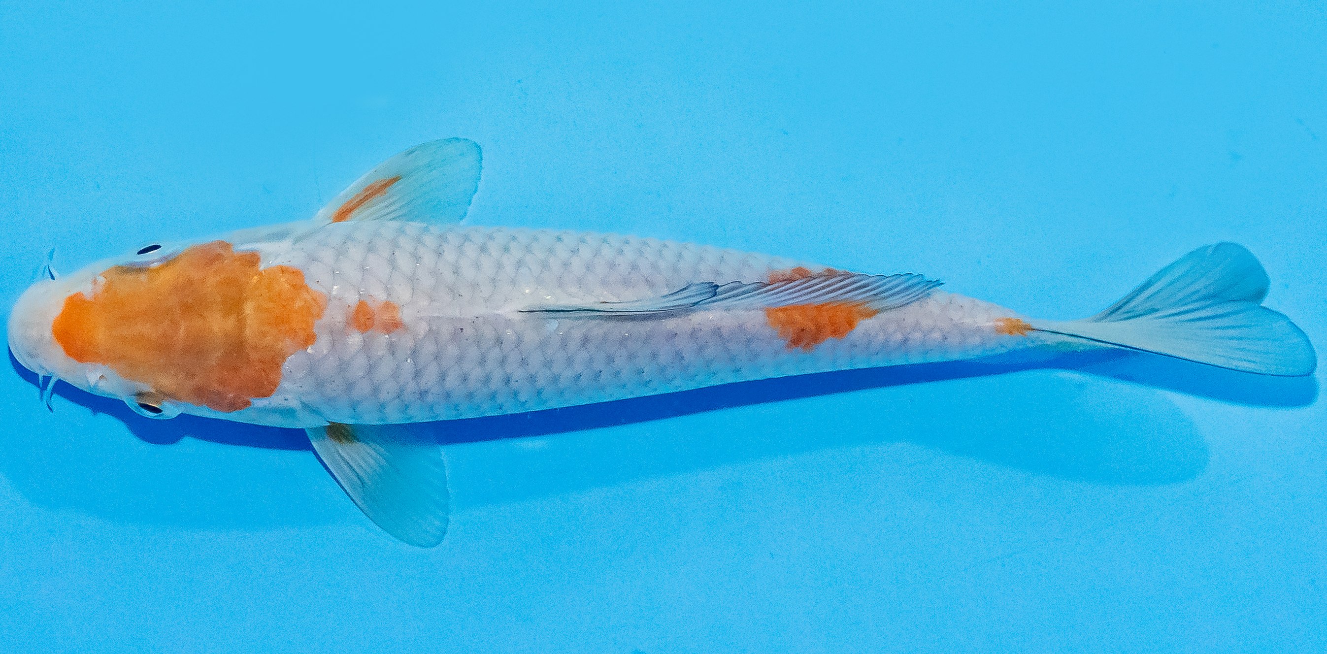 Koi 20-25cm Nr. 1847