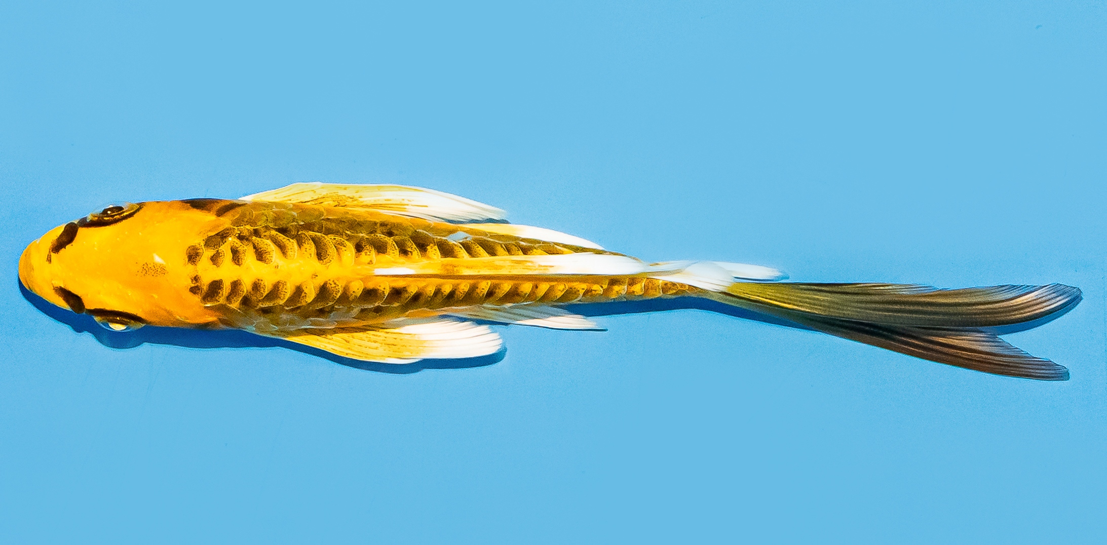 Butterfly Koi 14-17cm Nr. 8202
