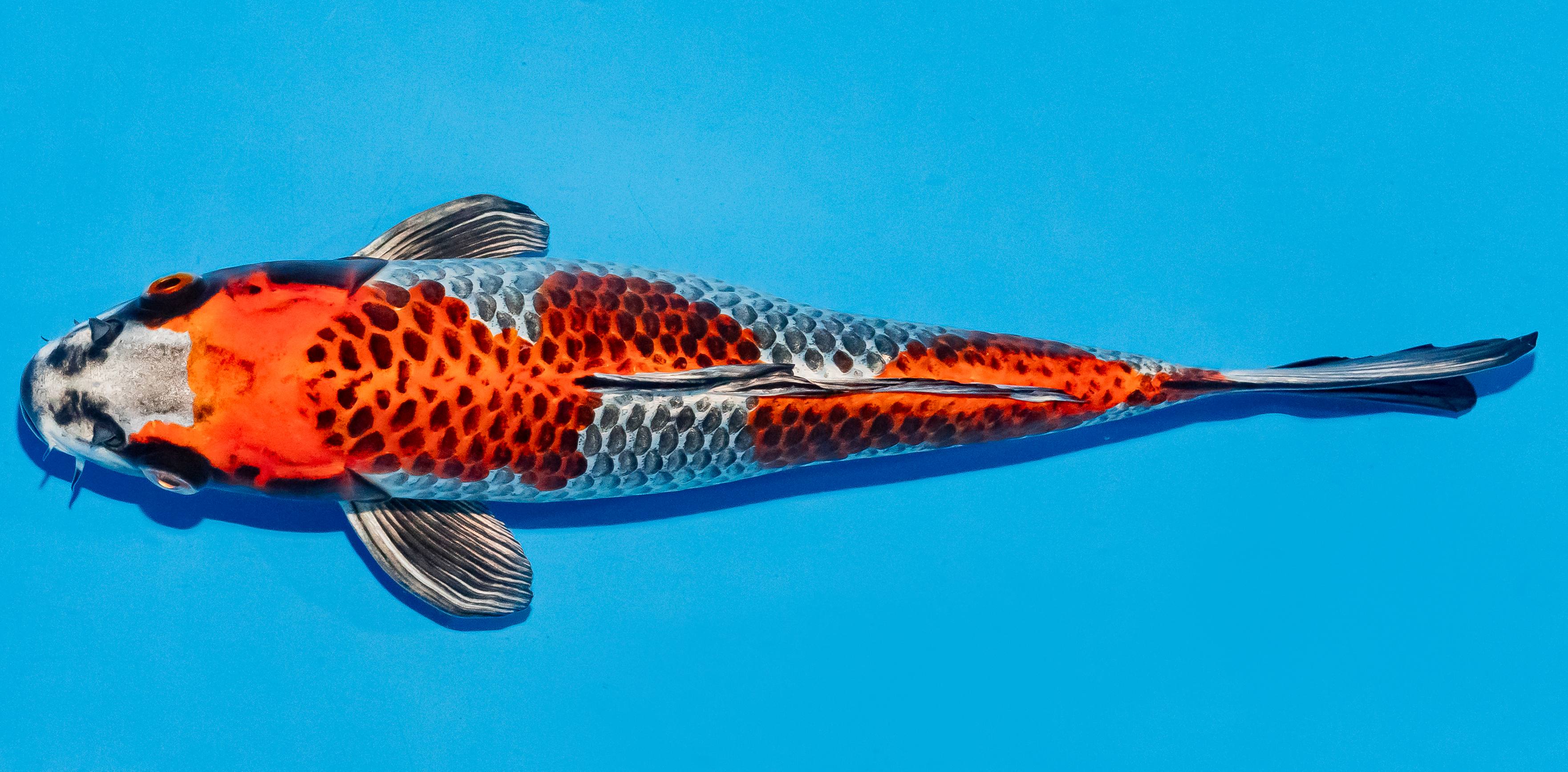 Koi 25-30cm Nr. 6279