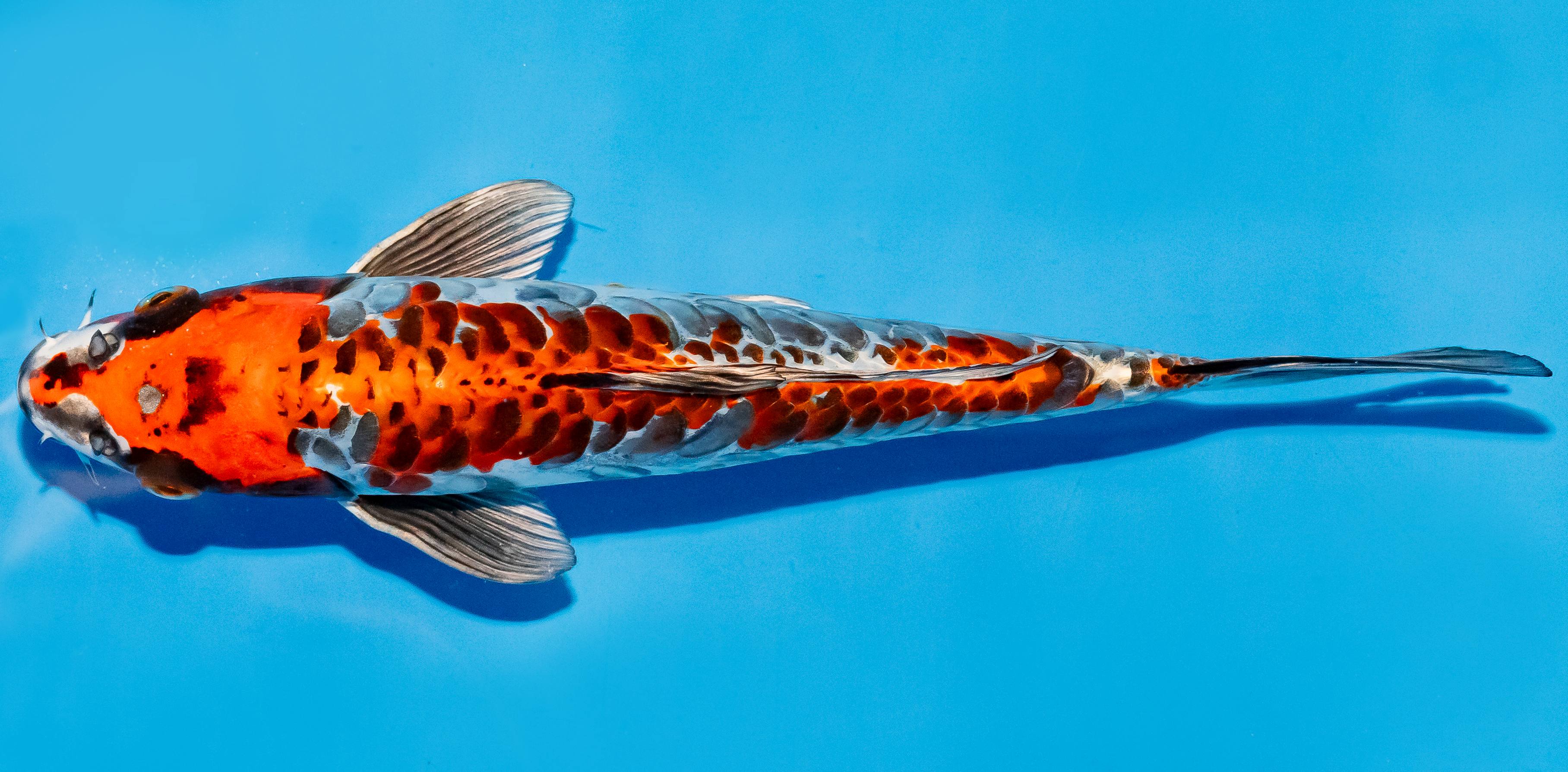 Koi 25-30cm Nr. 6278