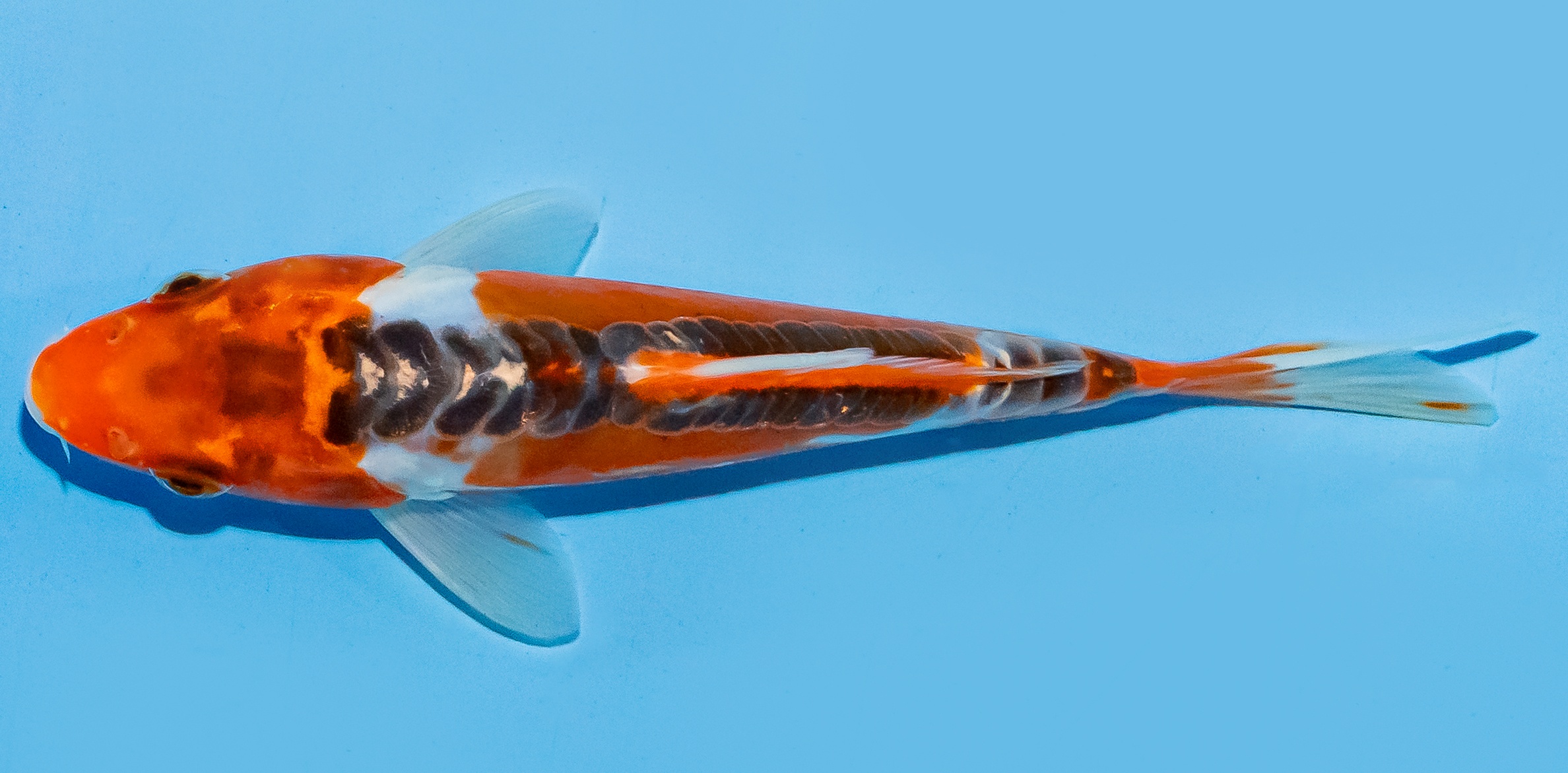 Koi 17-20cm Nr. 8763