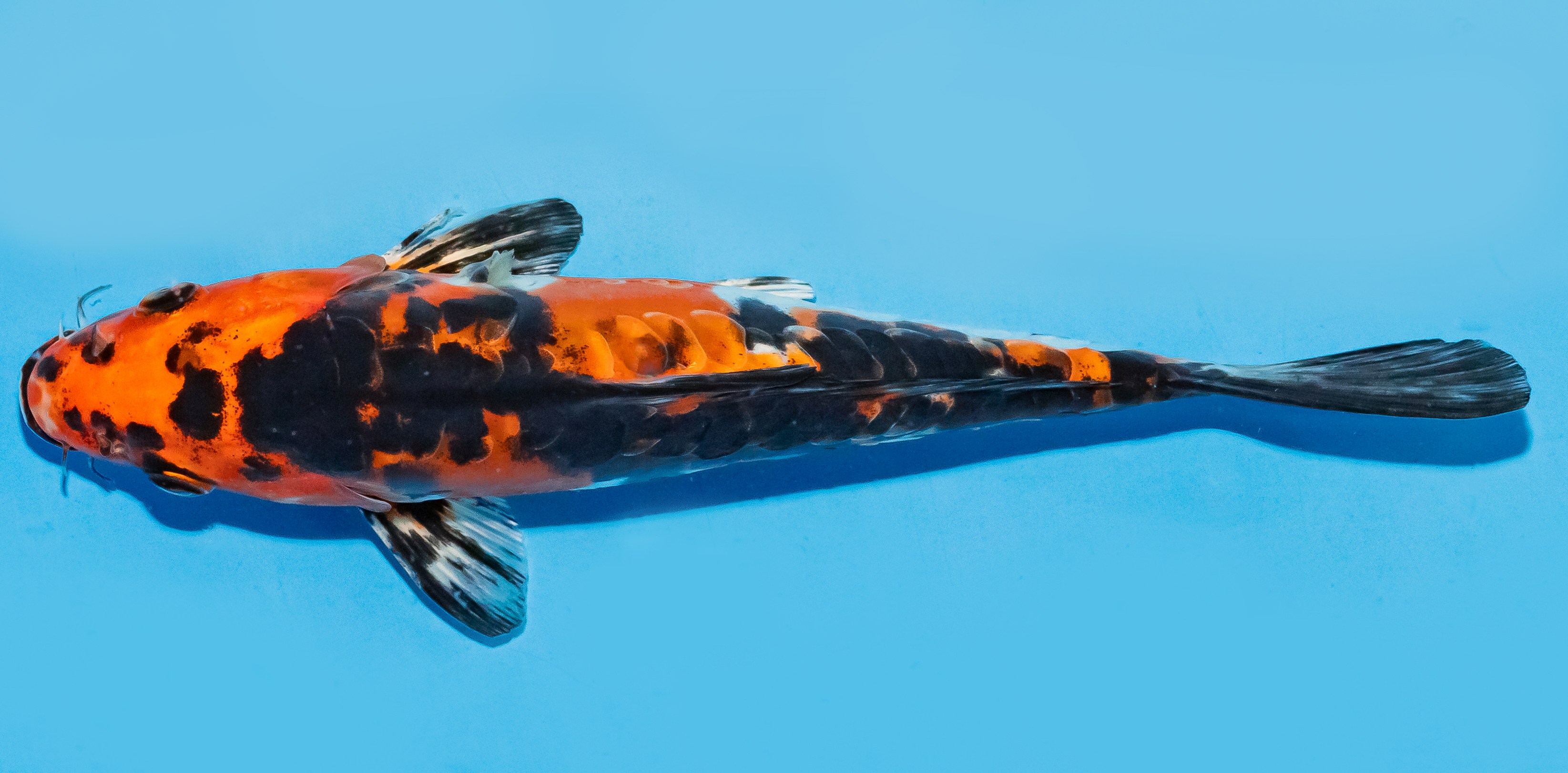 Koi 20-25cm Nr. 6658