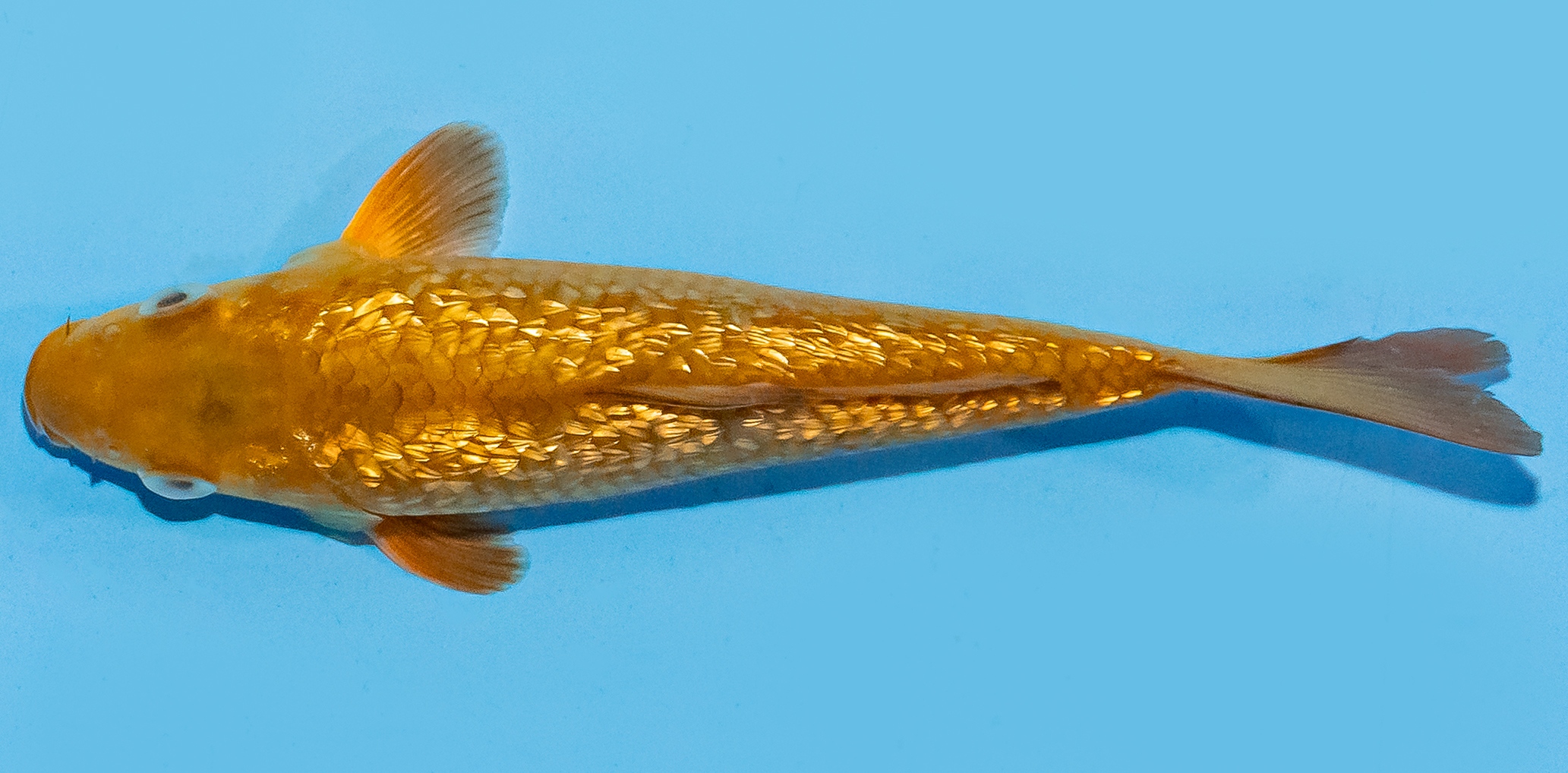 Koi 14-17cm Nr. 8053