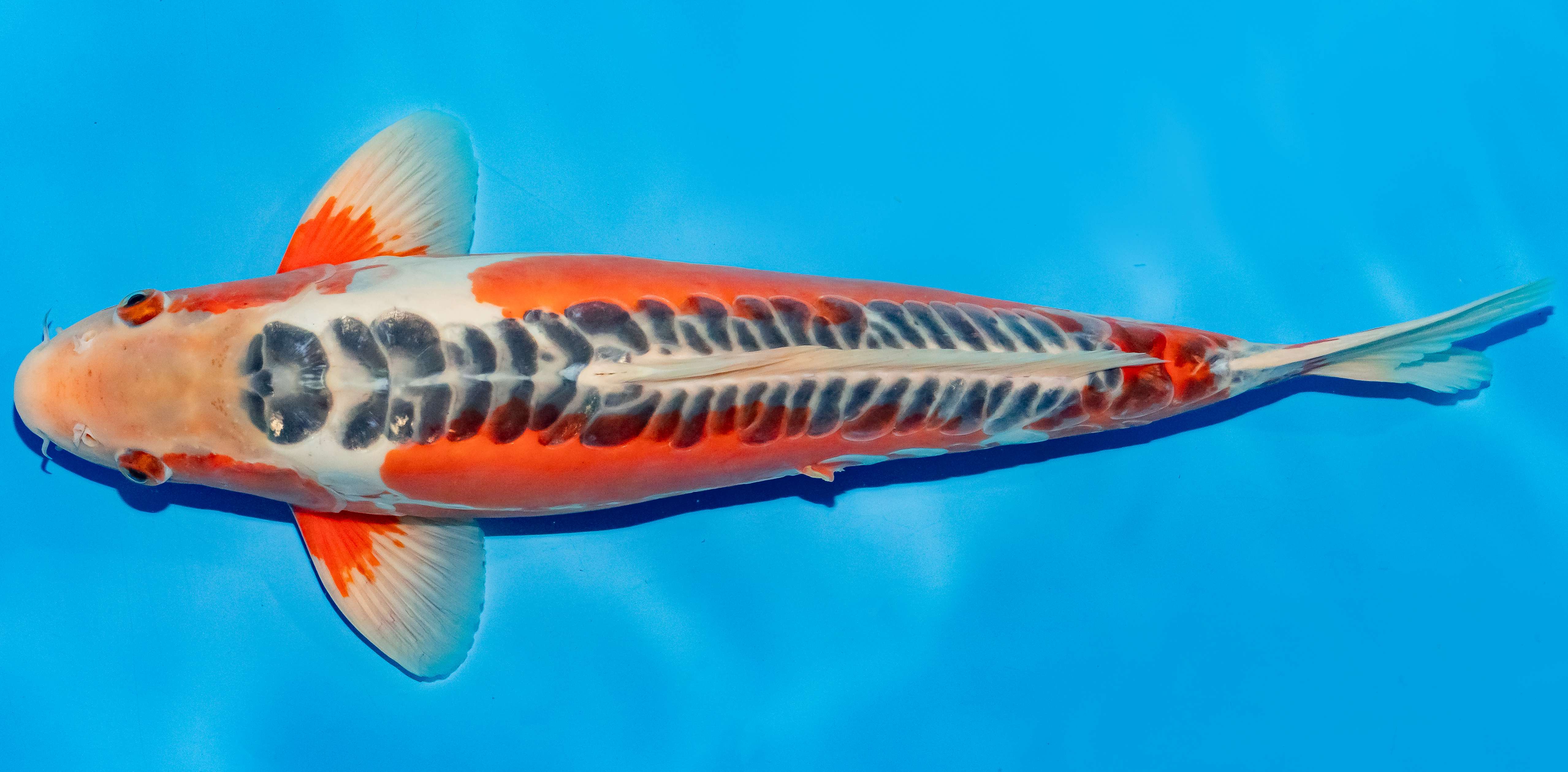 Koi 40-45cm Nr. 4908