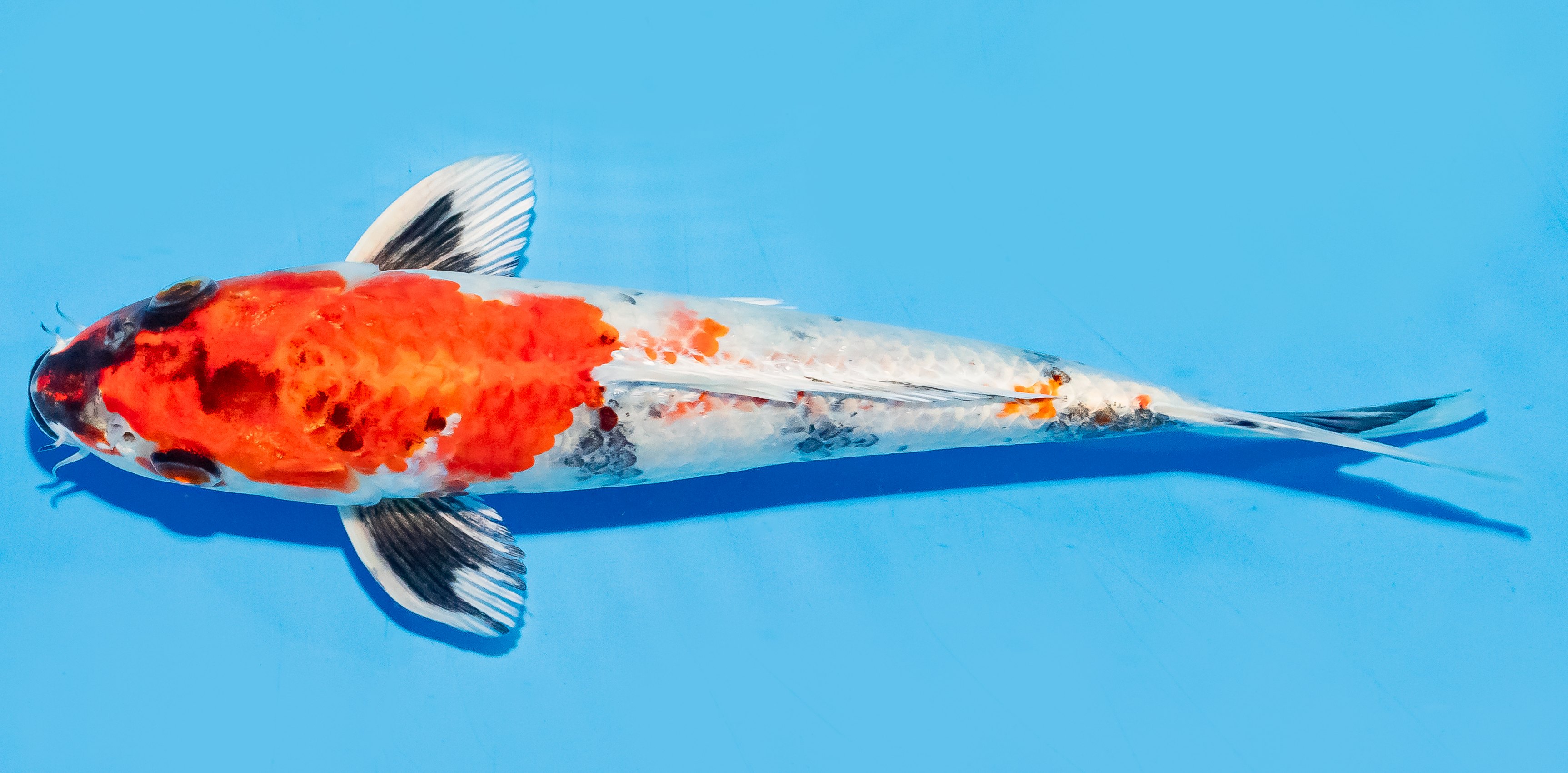 Koi 20-25cm Nr. 6649