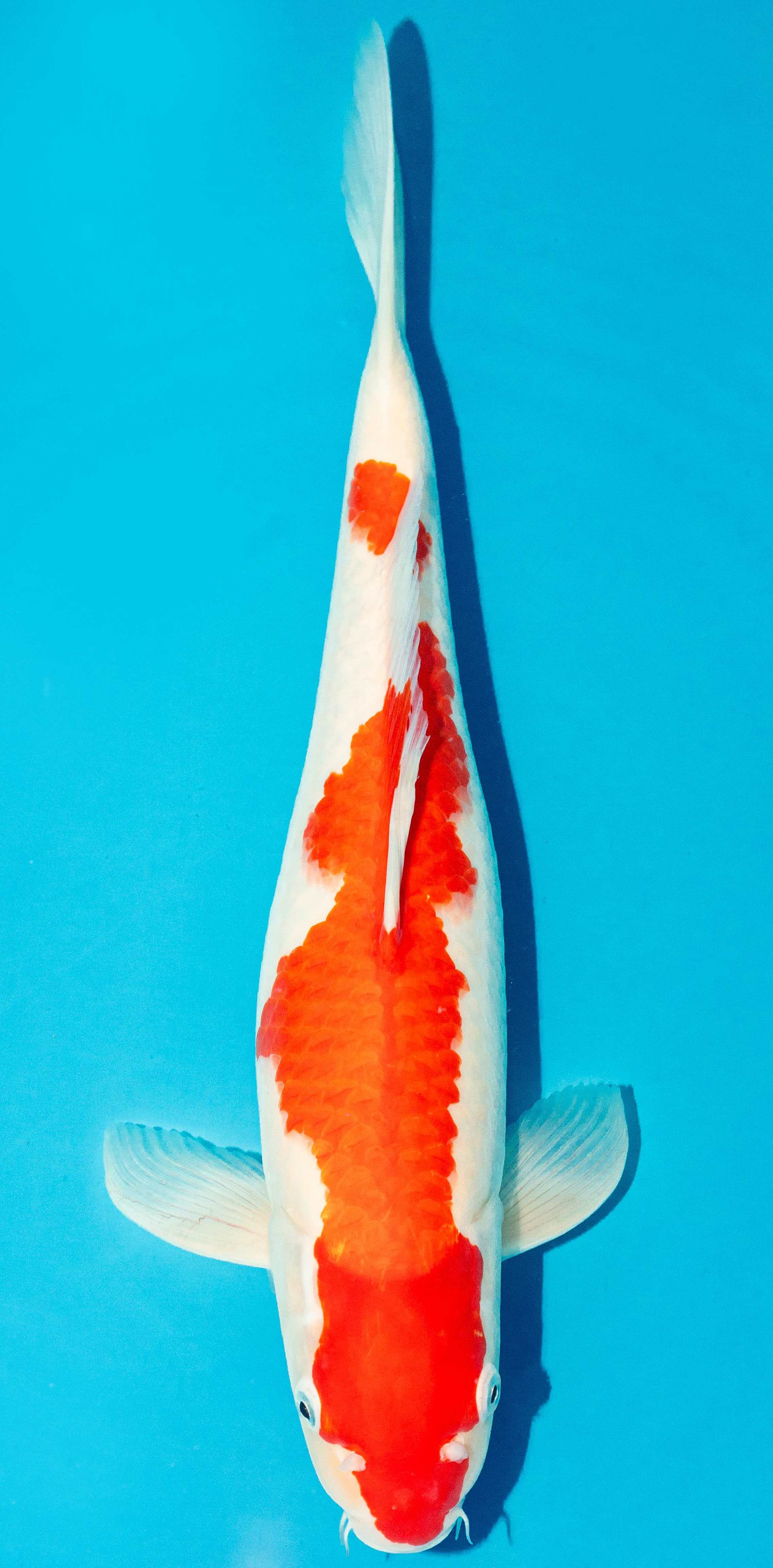 Koi 40-45cm Nr. 4991