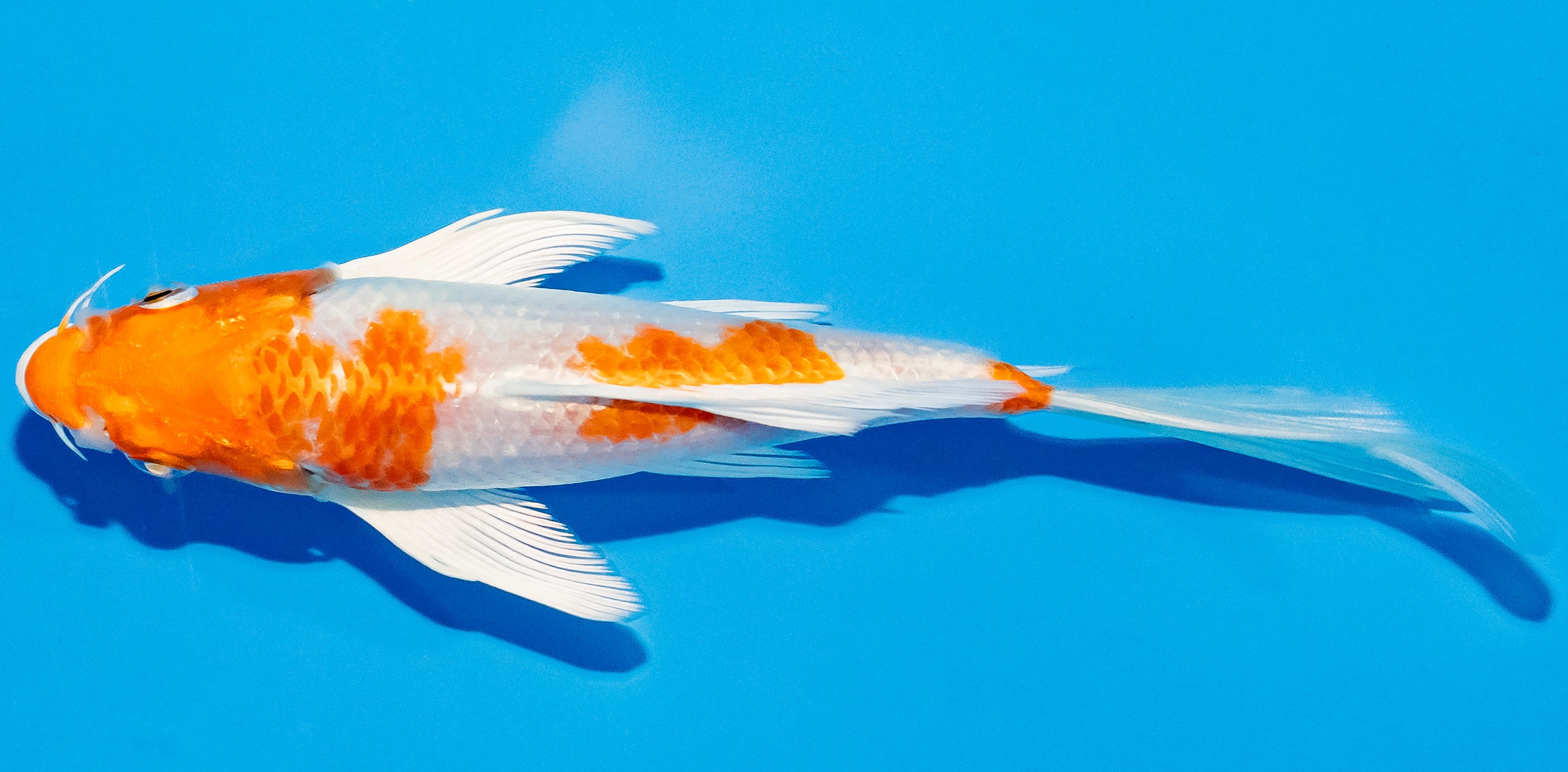 Butterfly Koi 14-17cm Nr. 2590