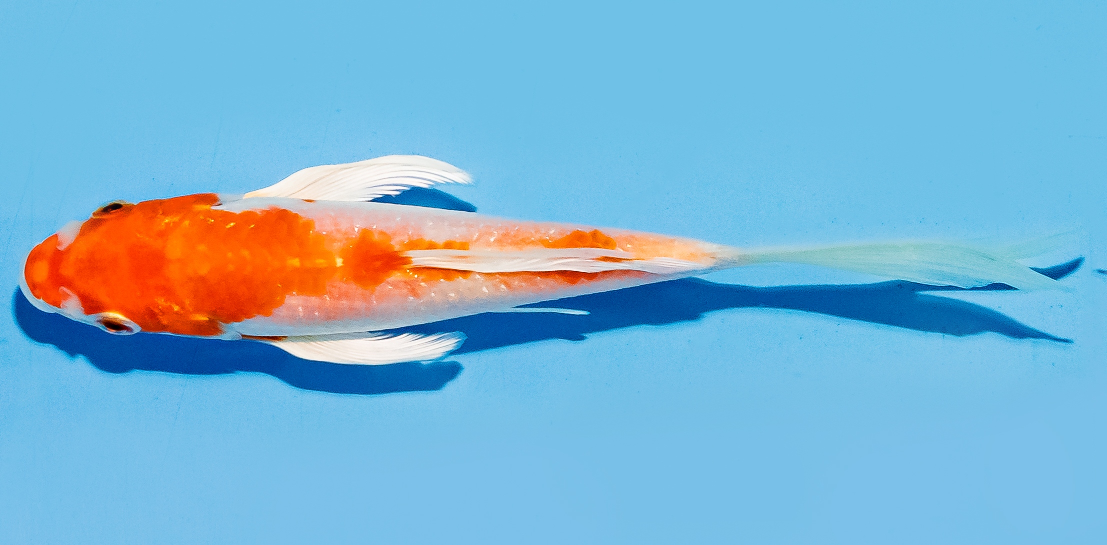 Butterfly Koi 14-17cm Nr. 7456