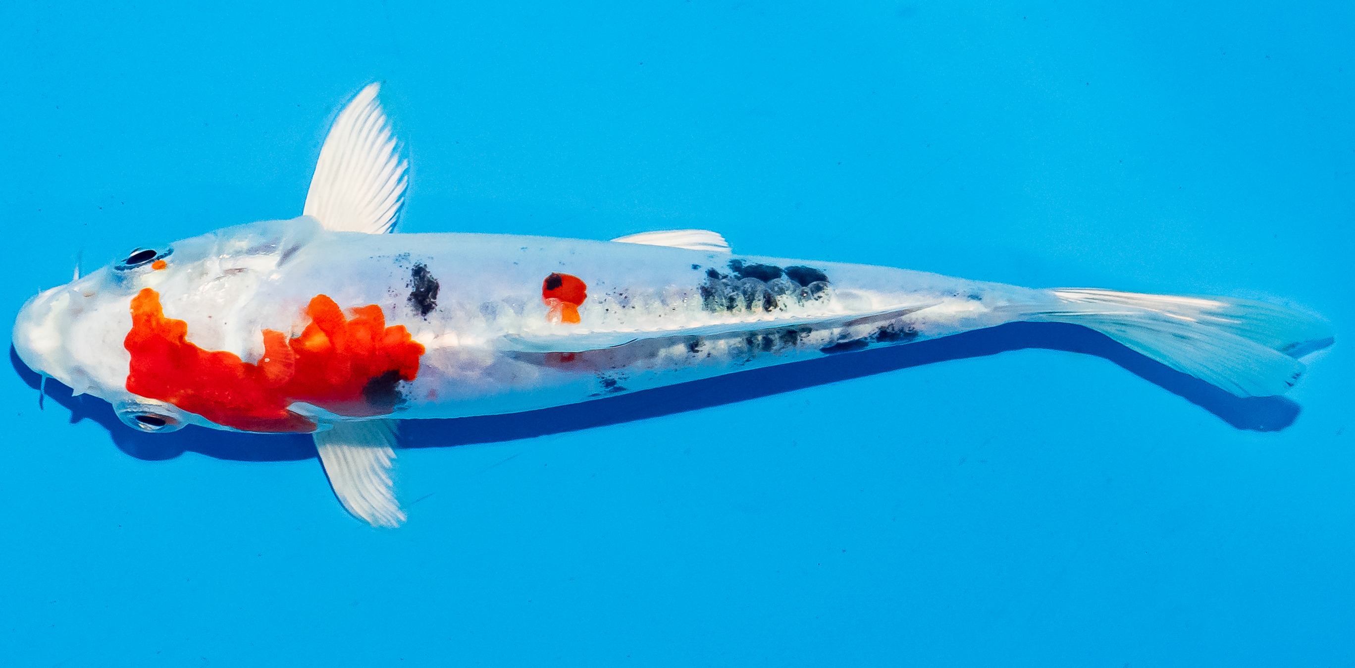 Koi 14-17cm Nr. 6187