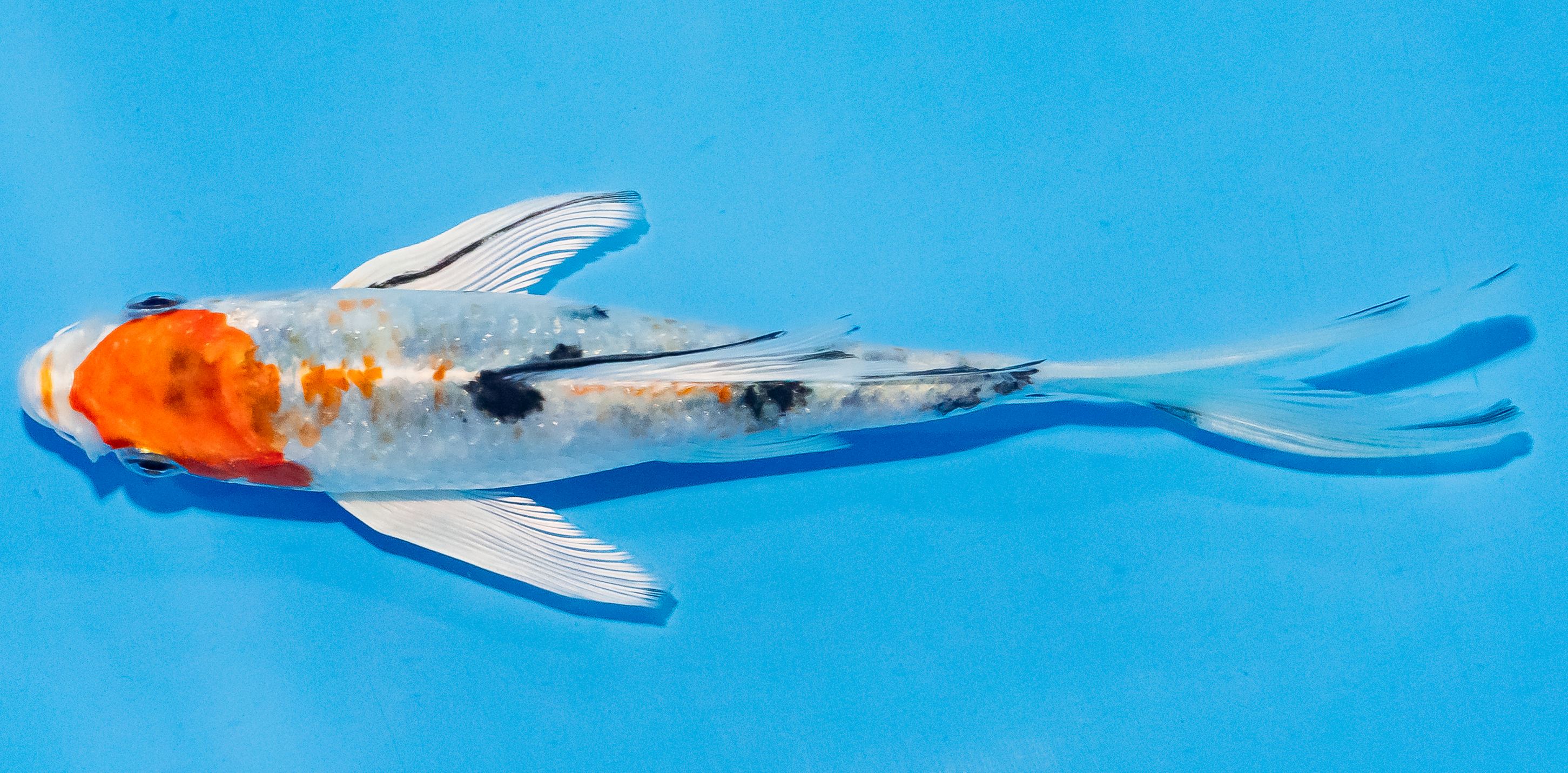 Butterfly Koi 14-17cm Nr. 3732