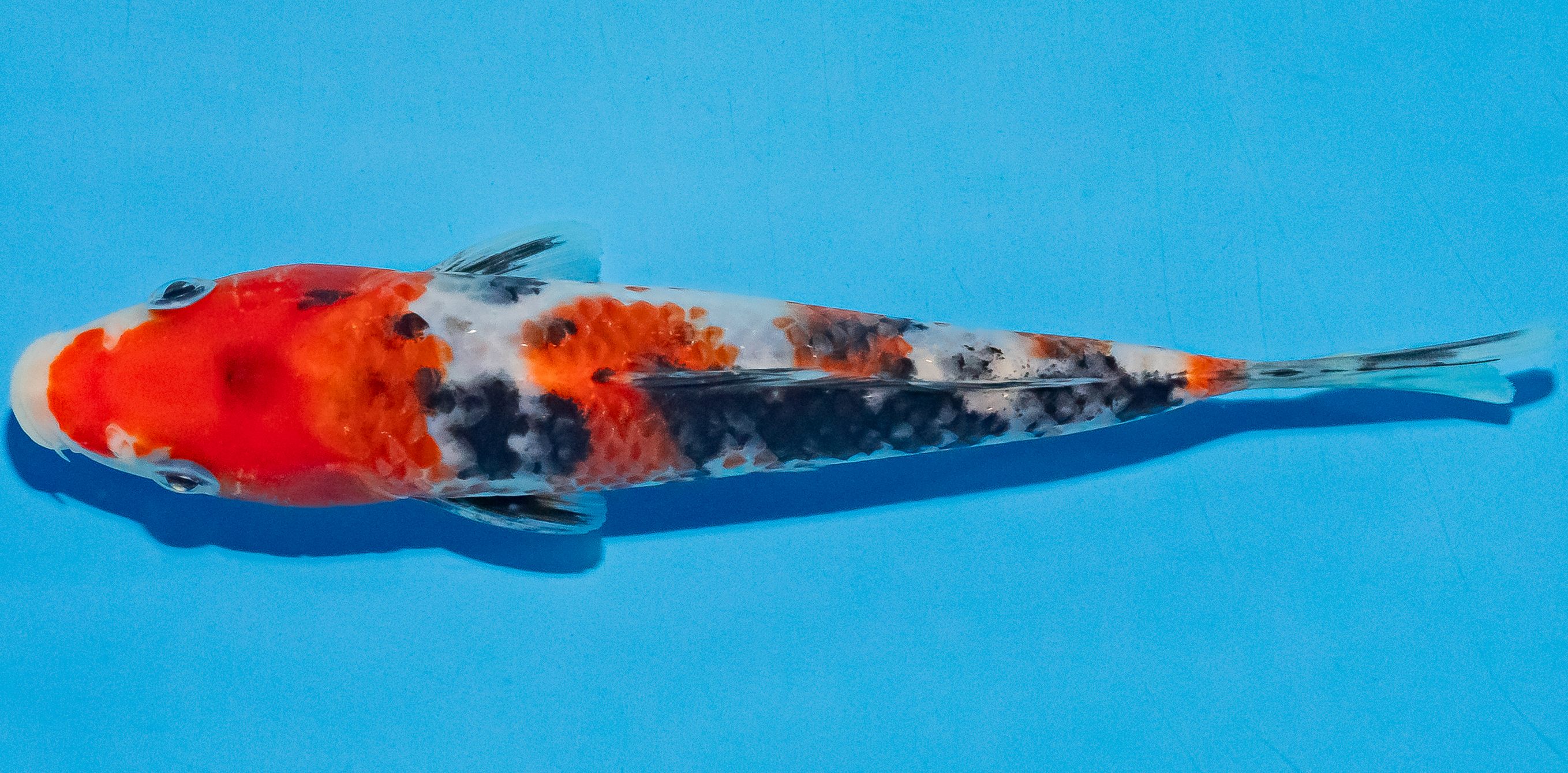 Koi 17-20cm Nr. 4502