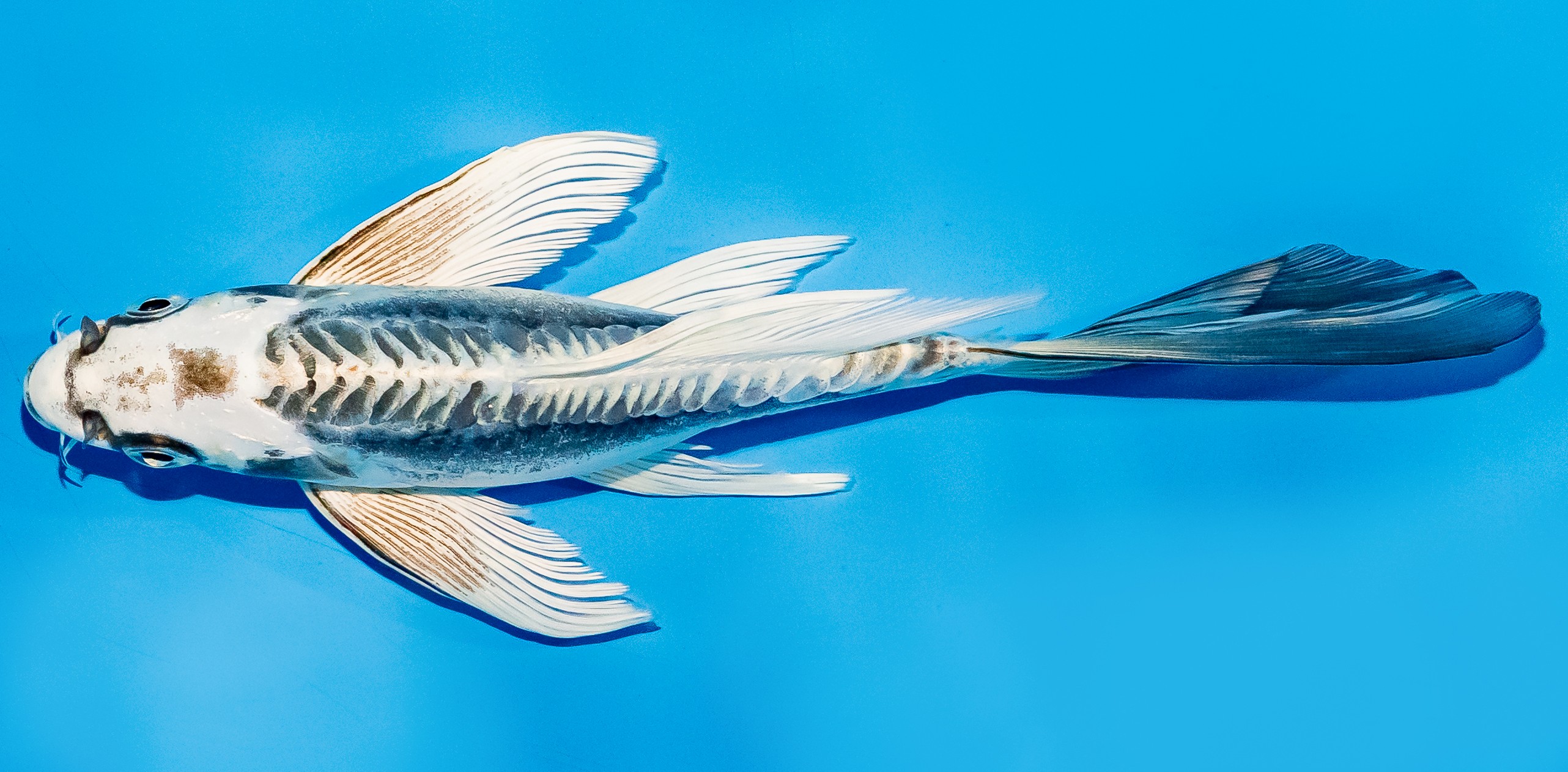 Butterfly Koi 20-25cm Nr. 5499