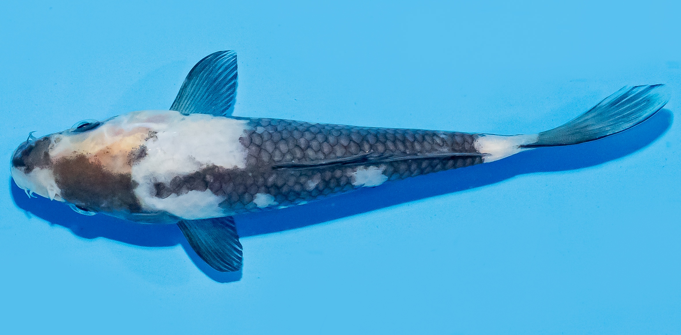 Koi 17-20cm Nr. 8789