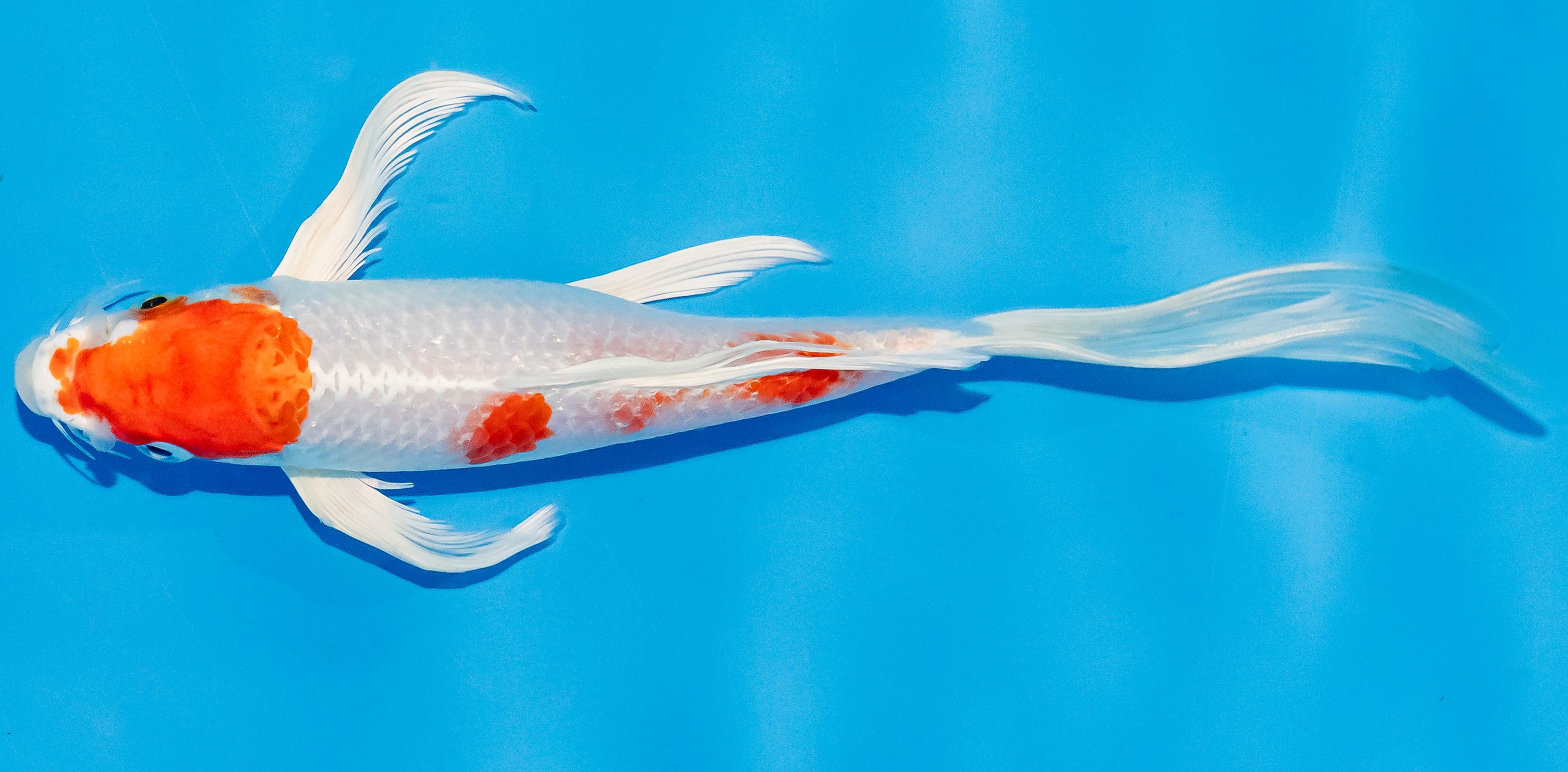 Butterfly Koi 20-25cm Nr. 3372
