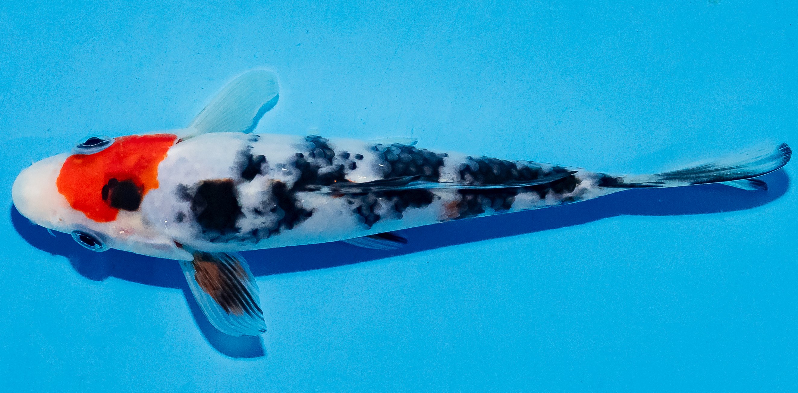 Koi 14-17cm Nr. 4719