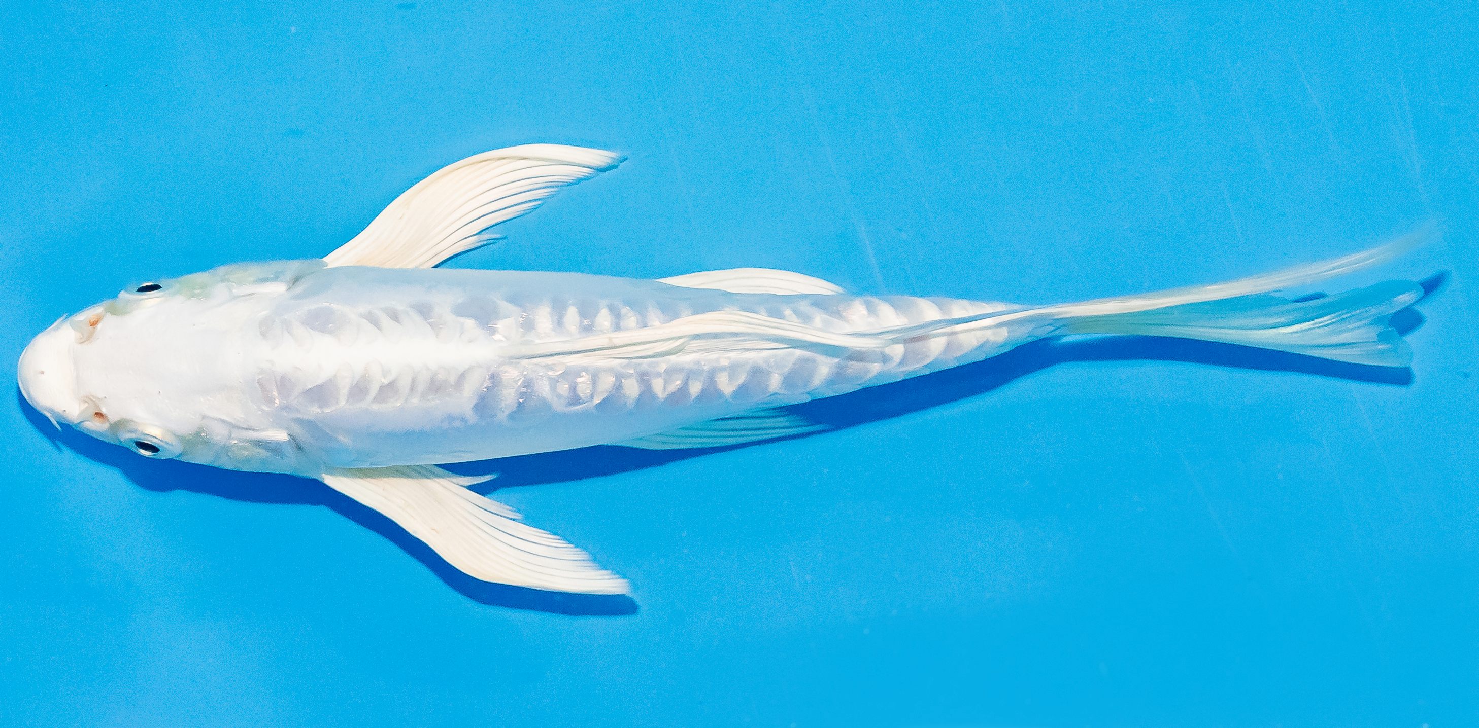 Butterfly Koi 20-25cm Nr. 3315