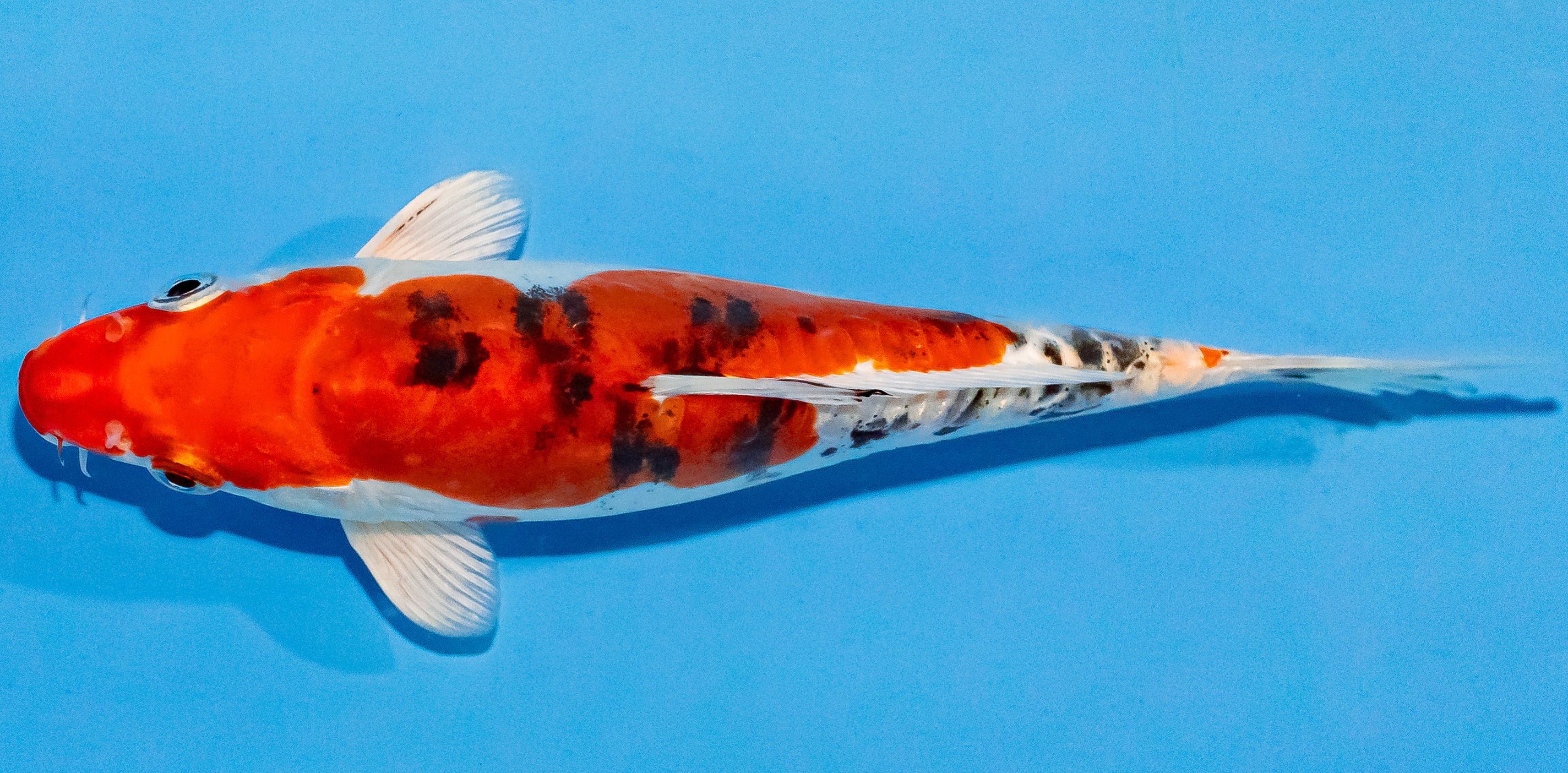 Koi 17-20cm Nr. 2012