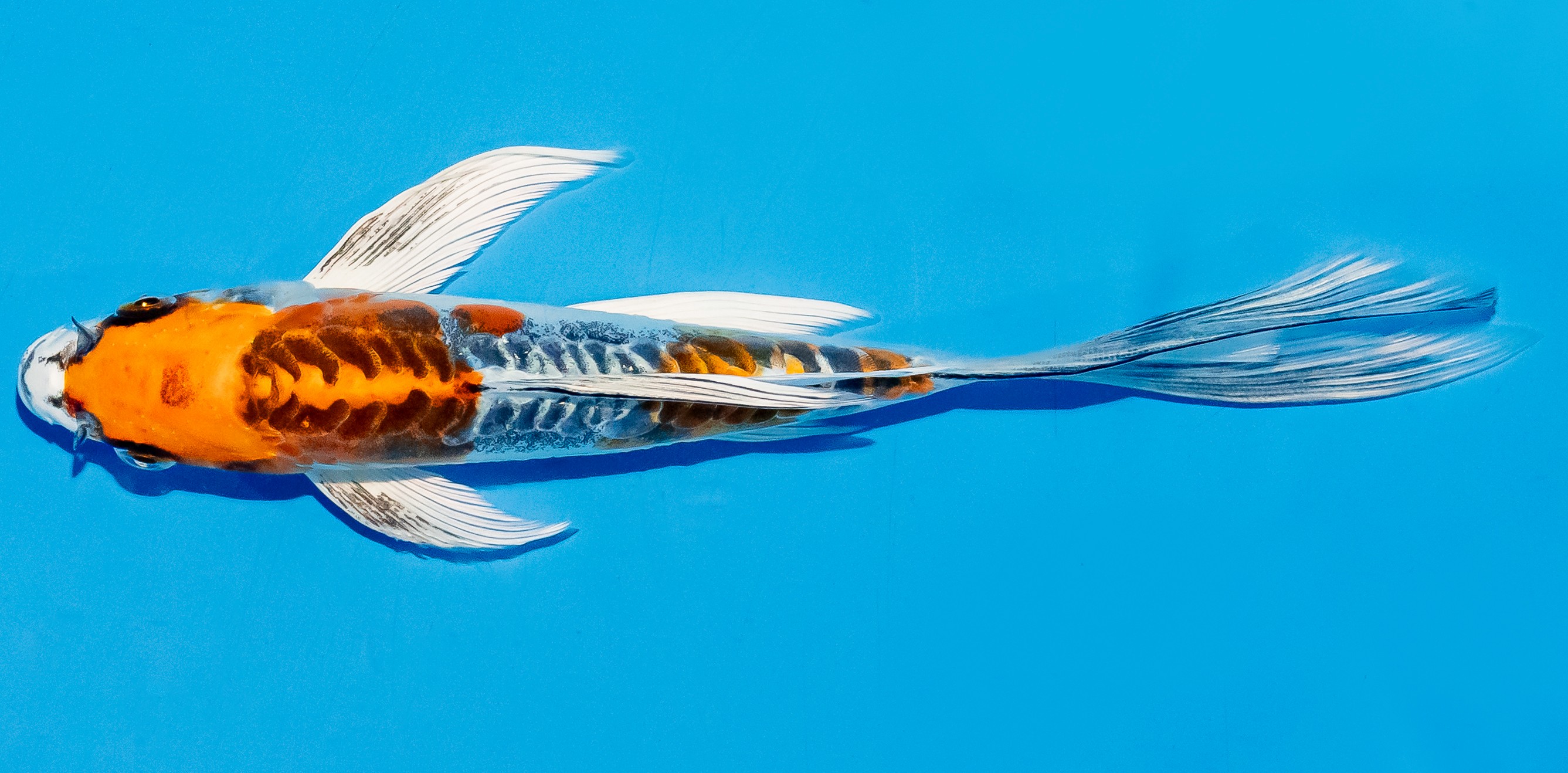 Butterfly Koi 20-25cm Nr. 8515